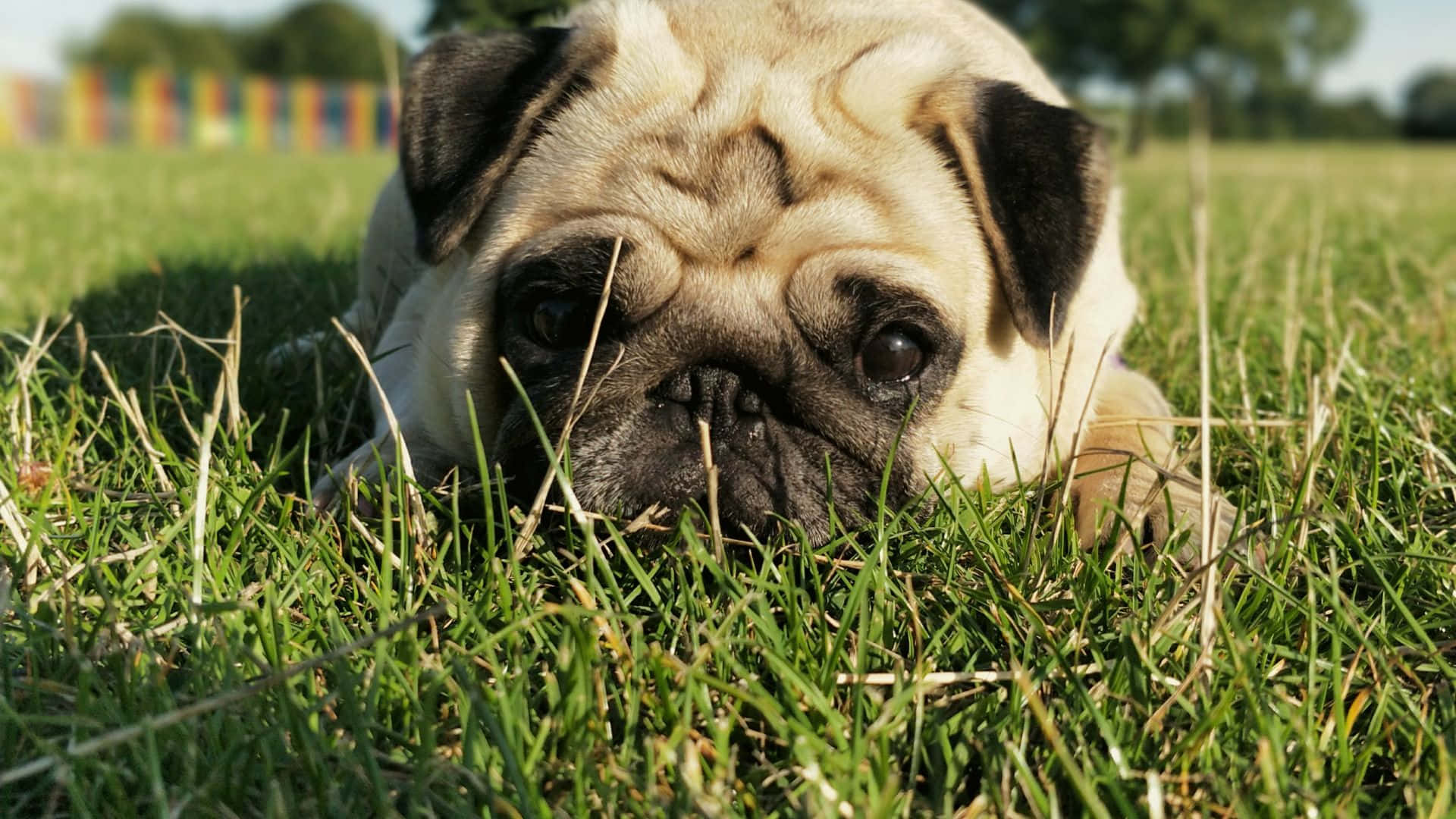 Green Grass And Pug Dog Background