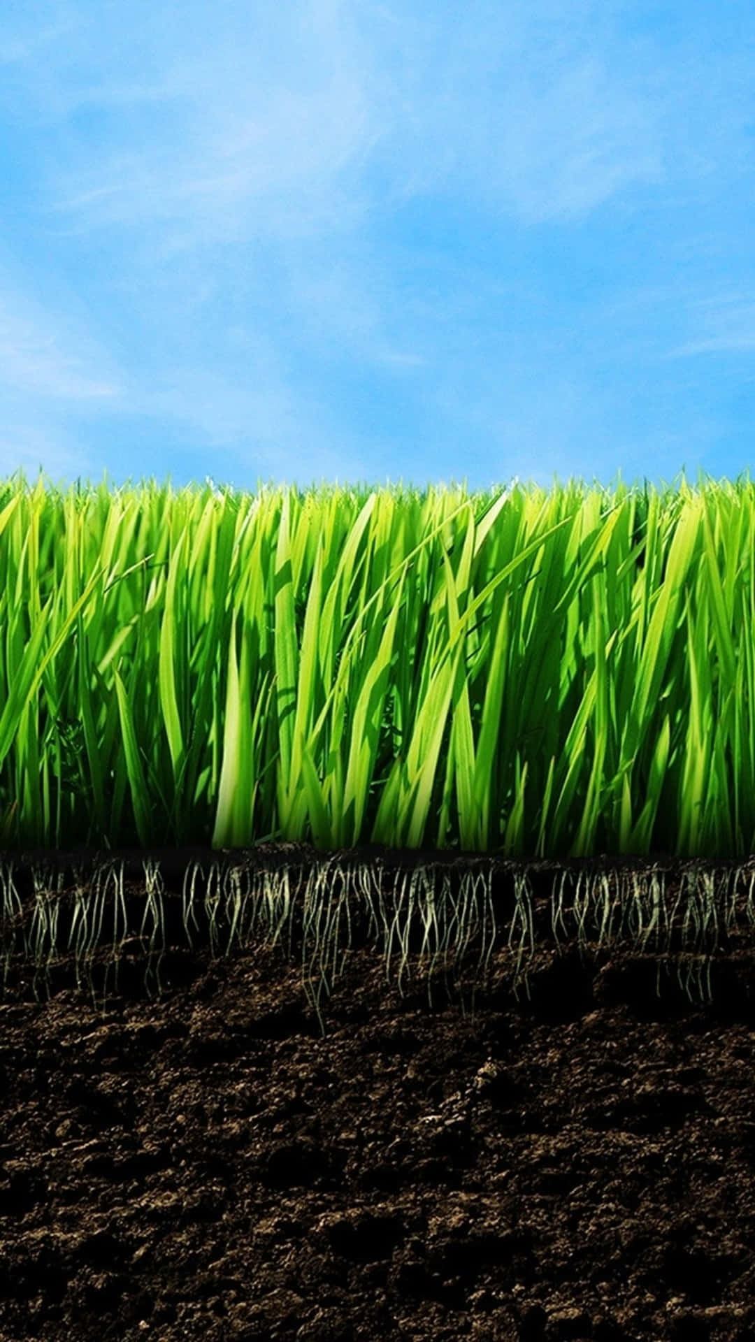 Green Grass And Roots With Soil Background