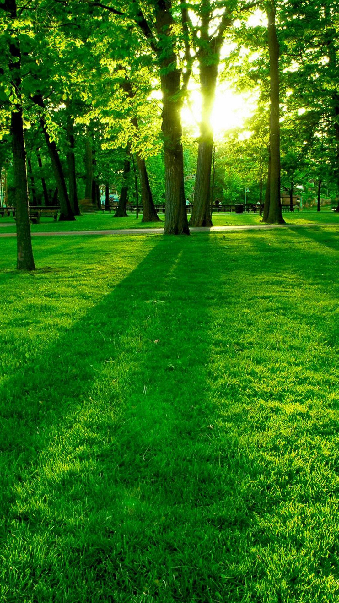 Green Grass And Trees Nature Theme Background