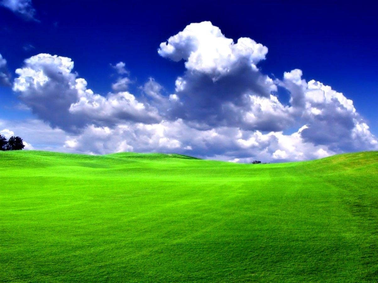 Green Grass Blue Sky Background