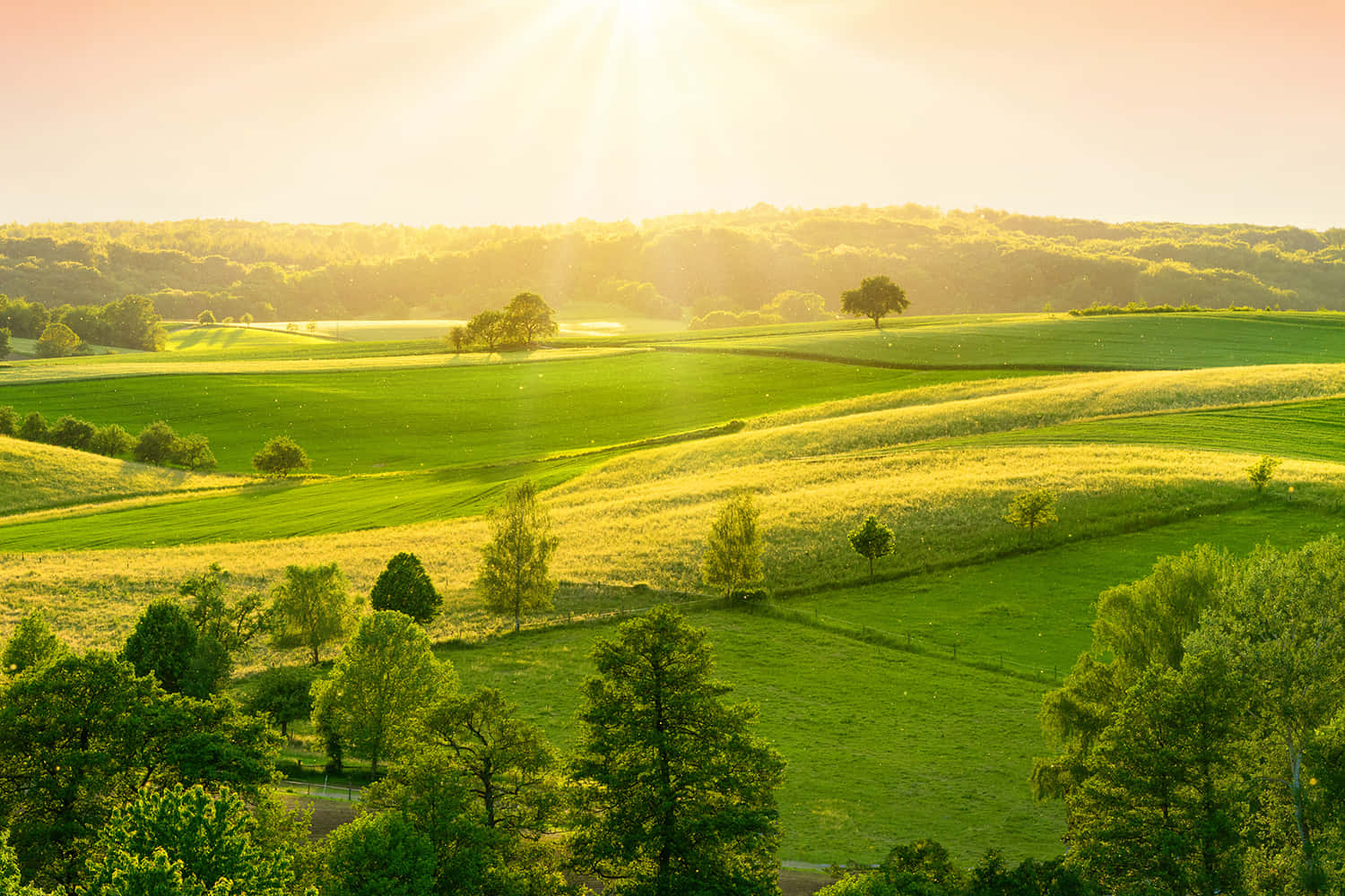 Green Grass Countryside In Bangalore