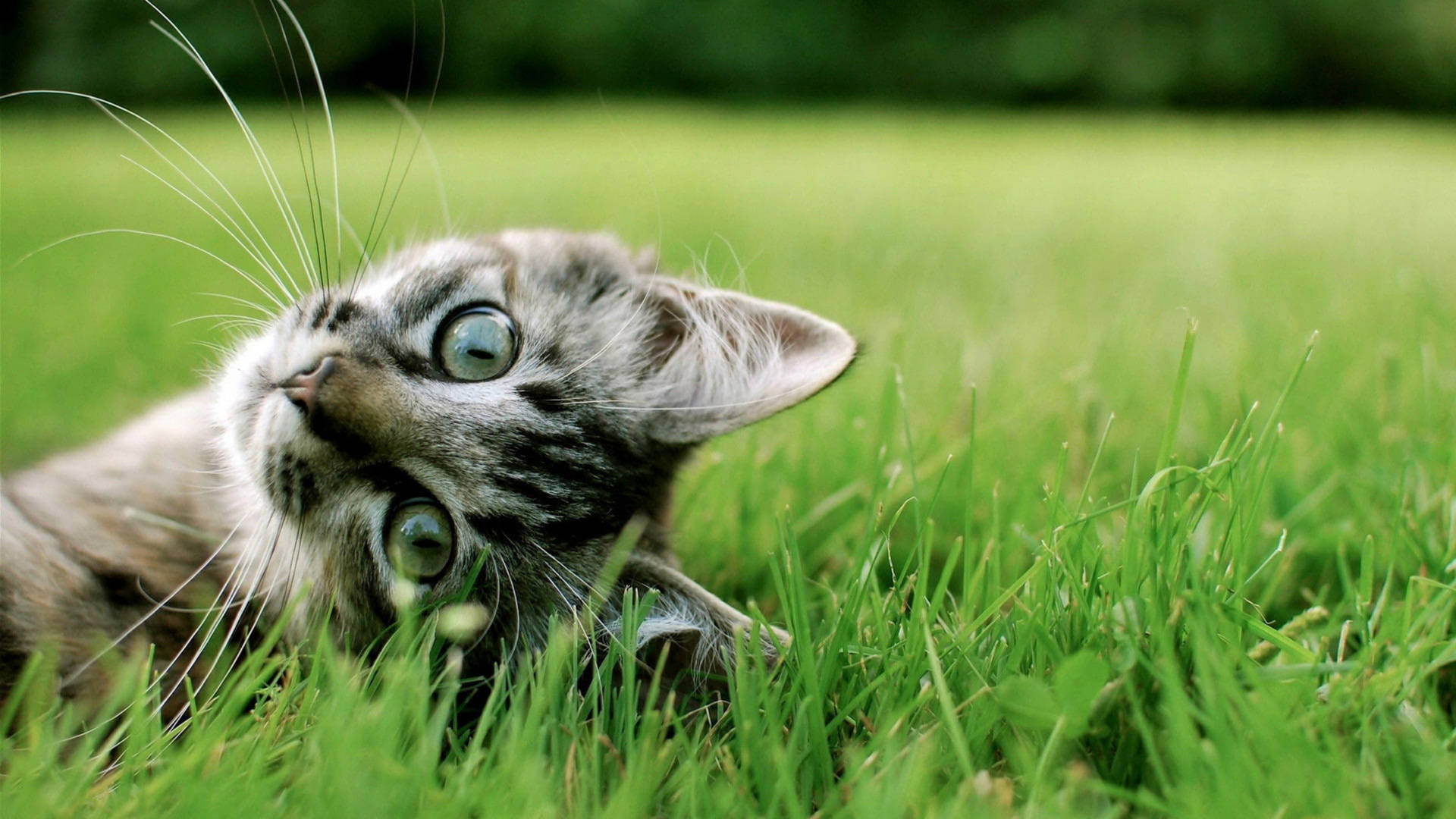 Green Grass Cute Cat Hd