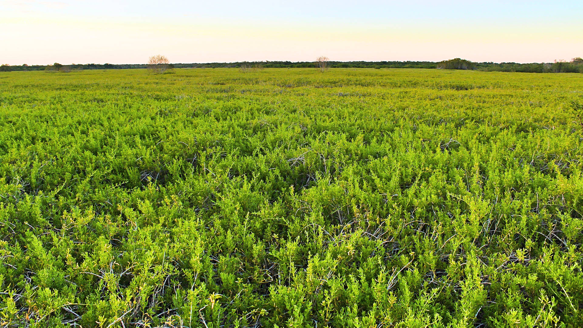 Green Grass Everglades National Park