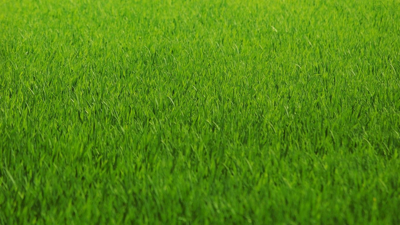 Green Grass Field Close-up Background