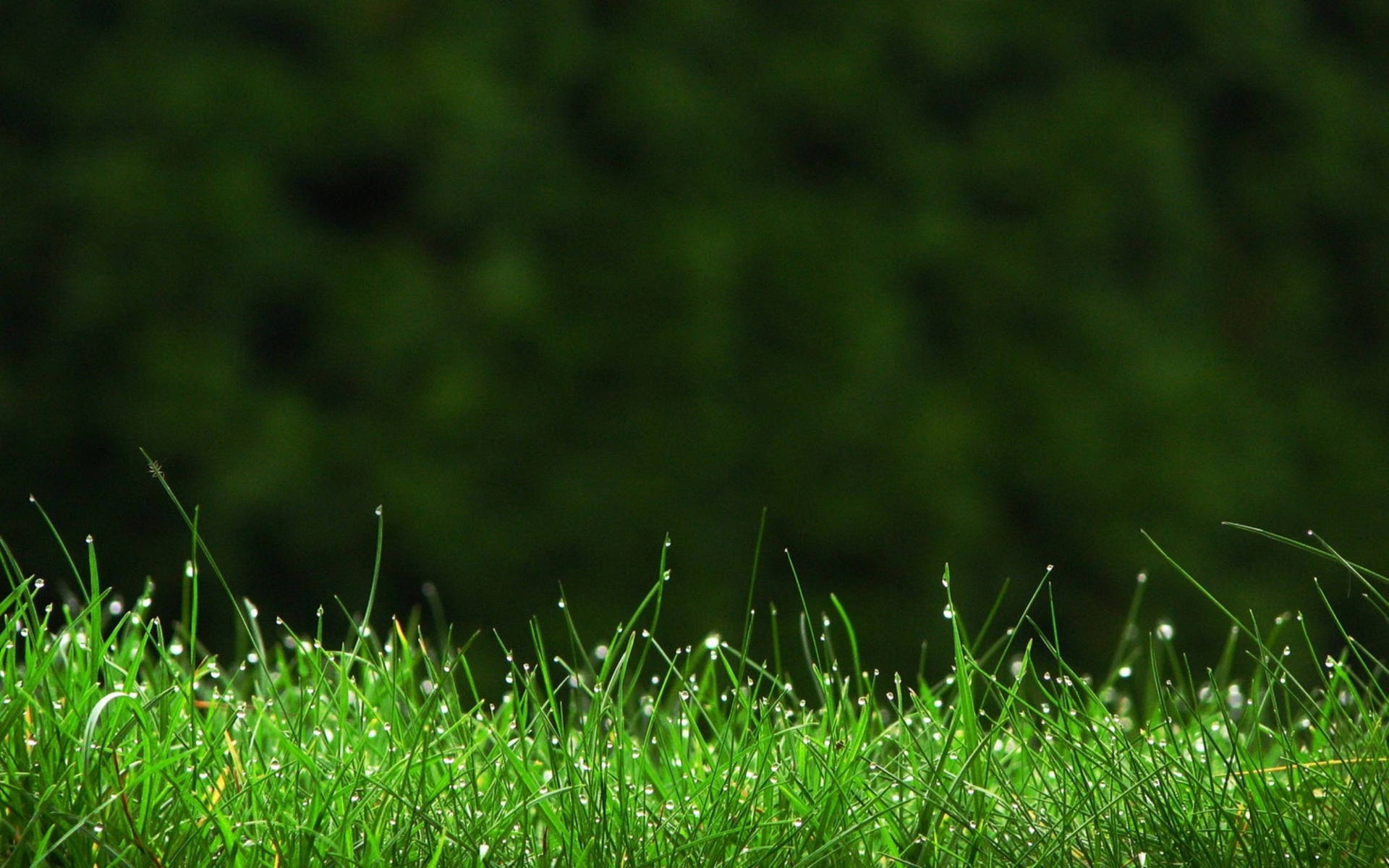 Green Grass Field Dew Background