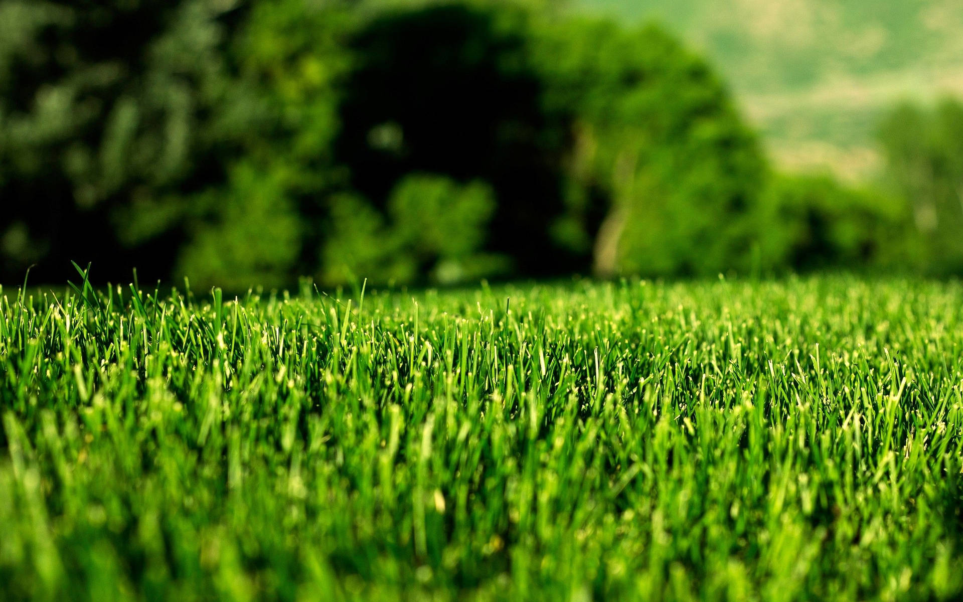 Green Grass Field Macro Background