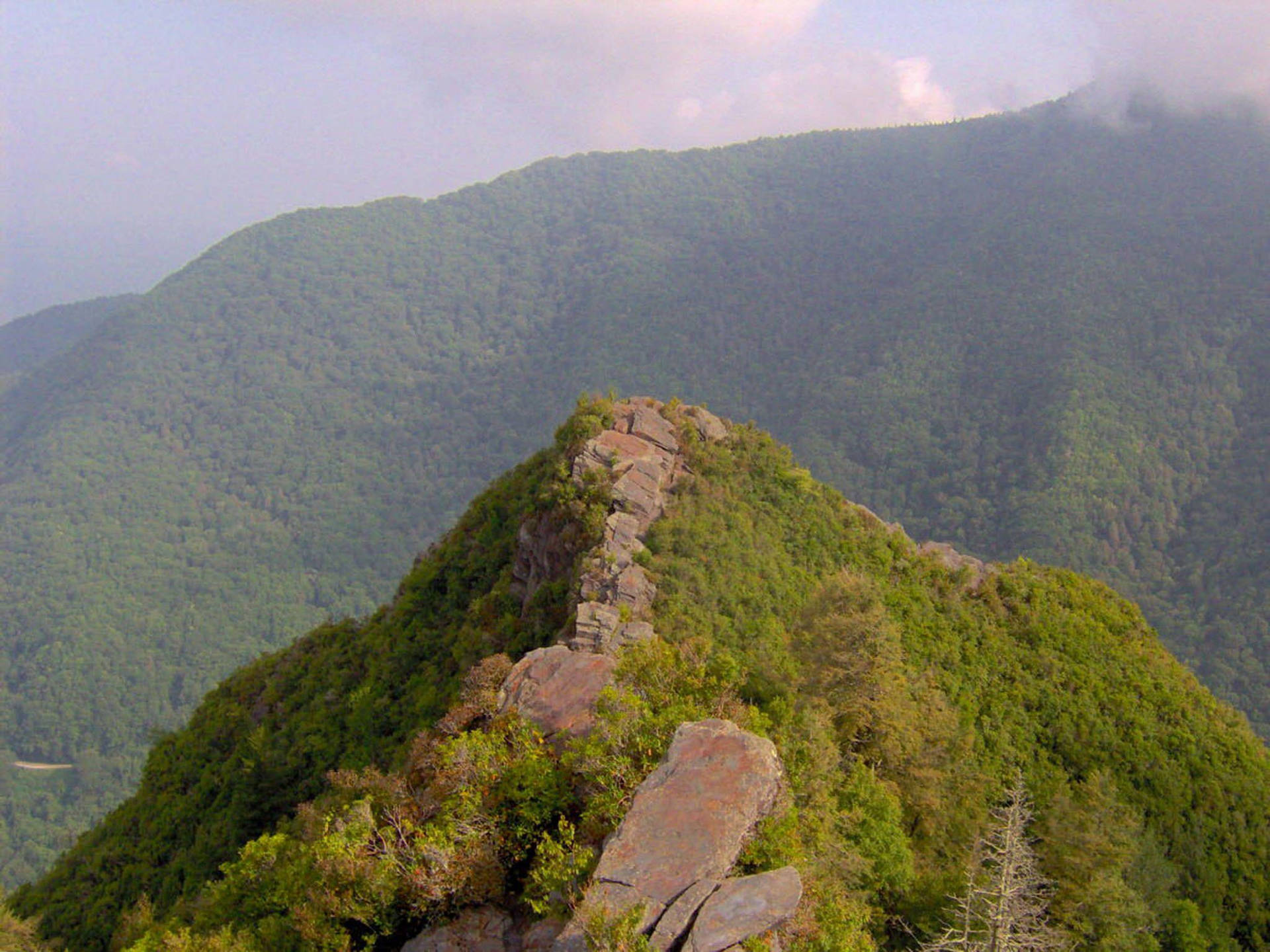 Green Grass In Great Smoky Mountains Background