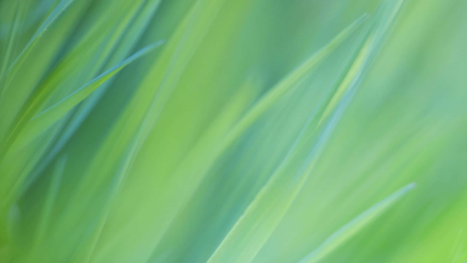 Green Grass In Motion Background