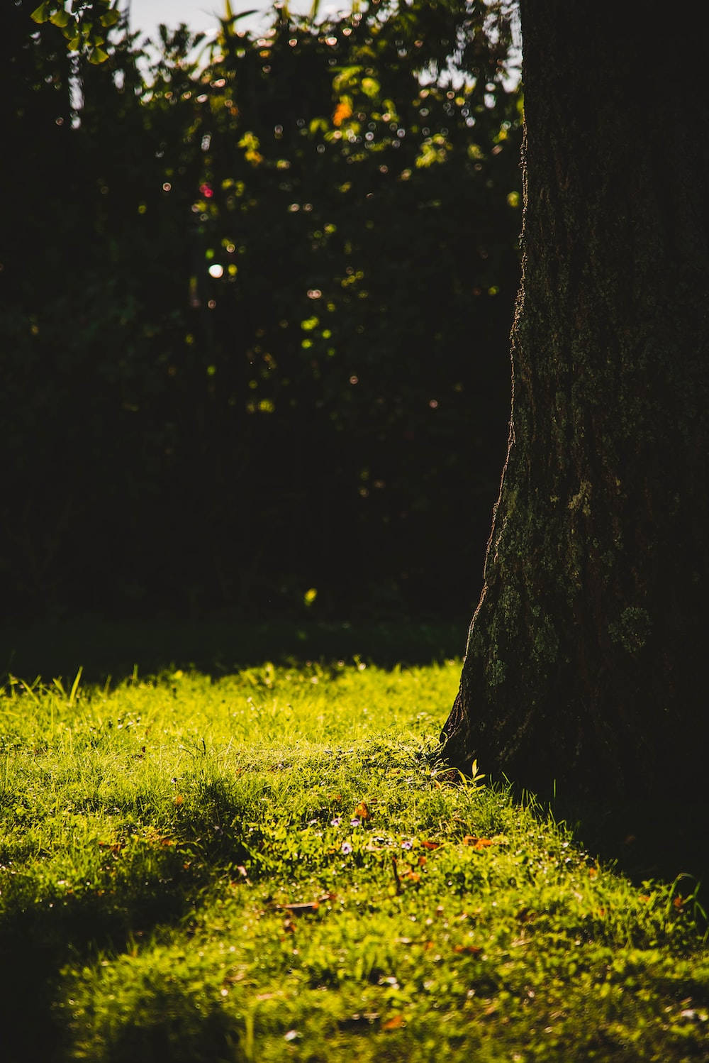 Green Grass In Sunny Day Adobe Photoshop Background