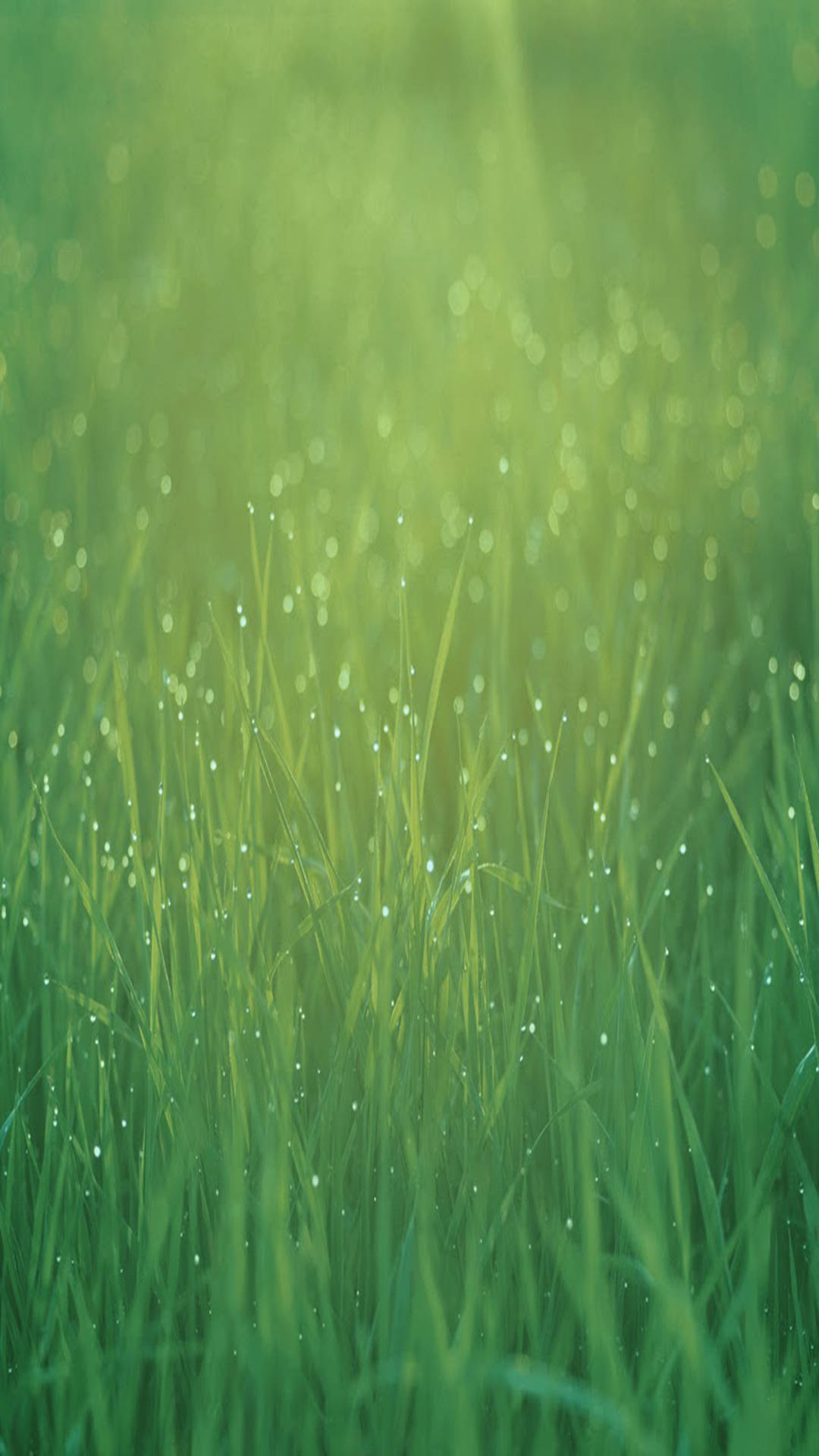 Green Grass Ios Default Background