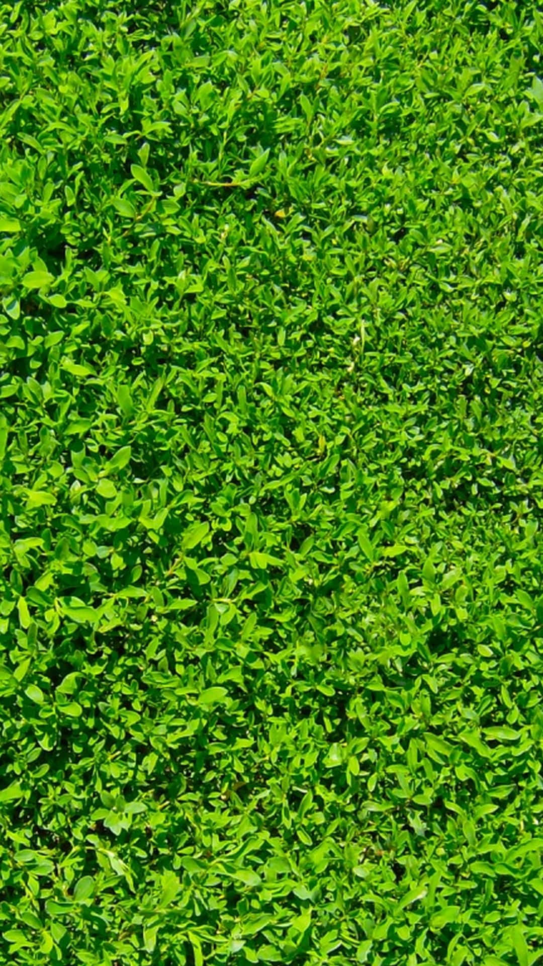 Green Grass Nature Iphone Background