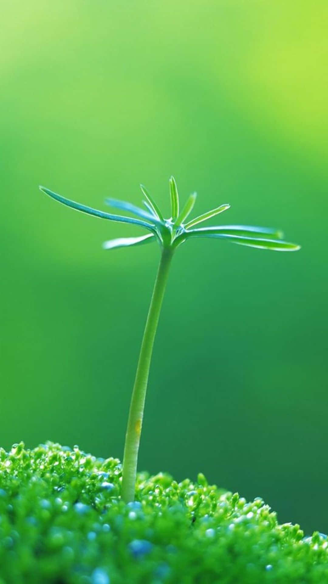 Green Grass Plant Nature Iphone Background