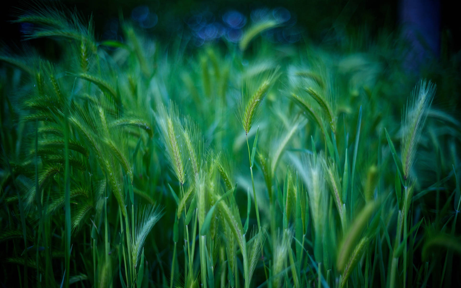 Green Grass Stalks Macro Background