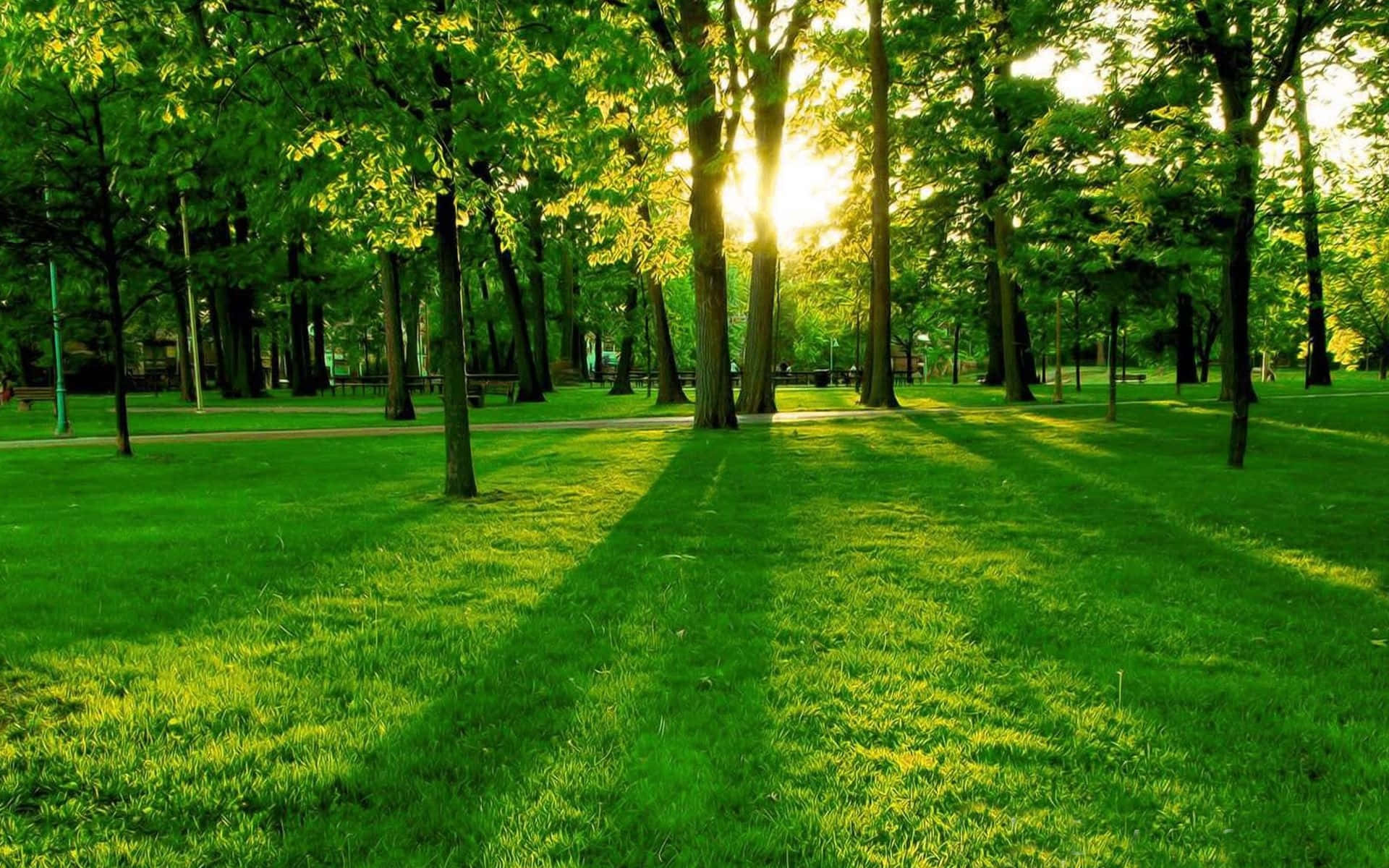 Green Grassy Landscape Field With Trees Background