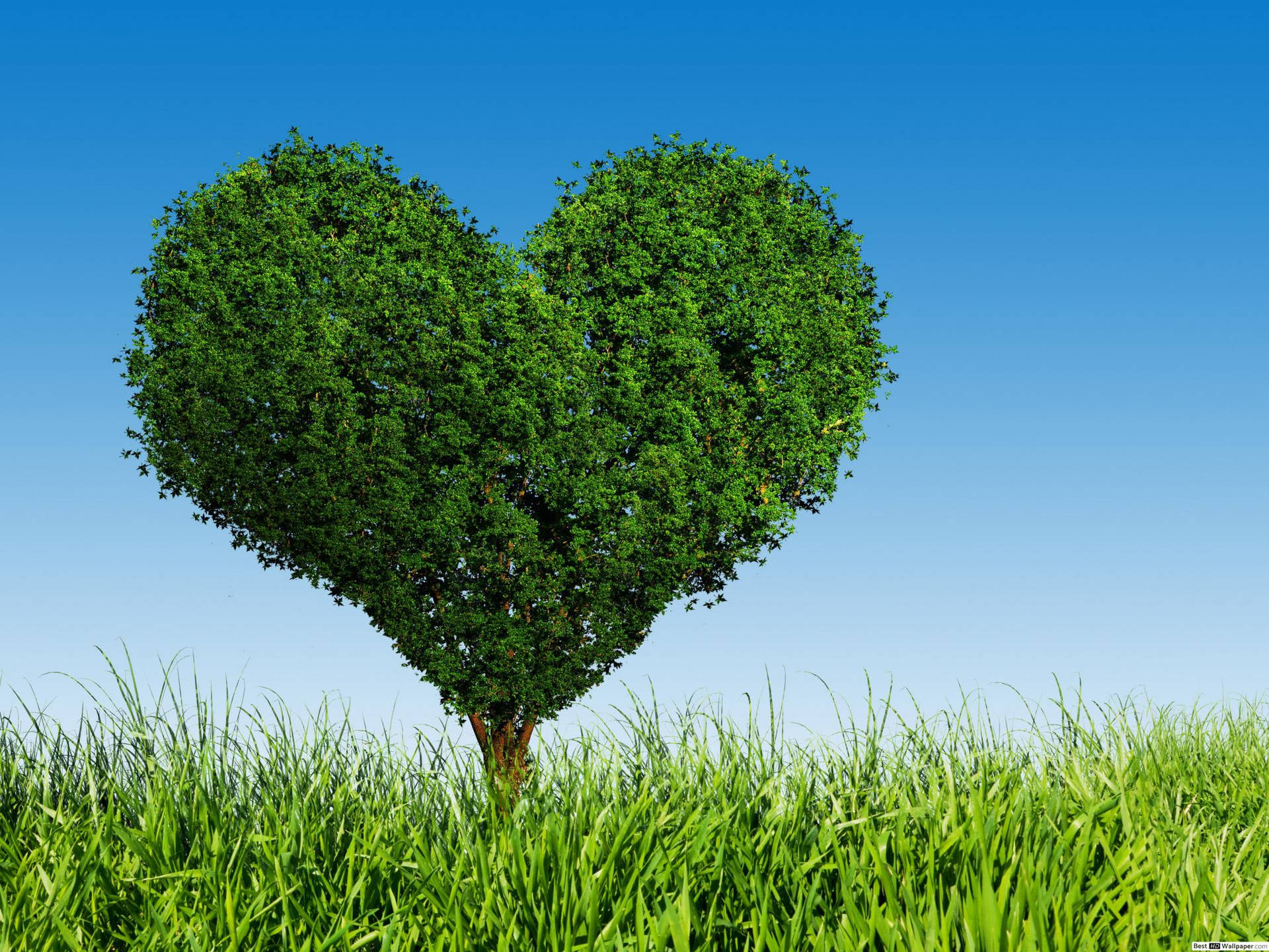 Green Heart Big Tree Background