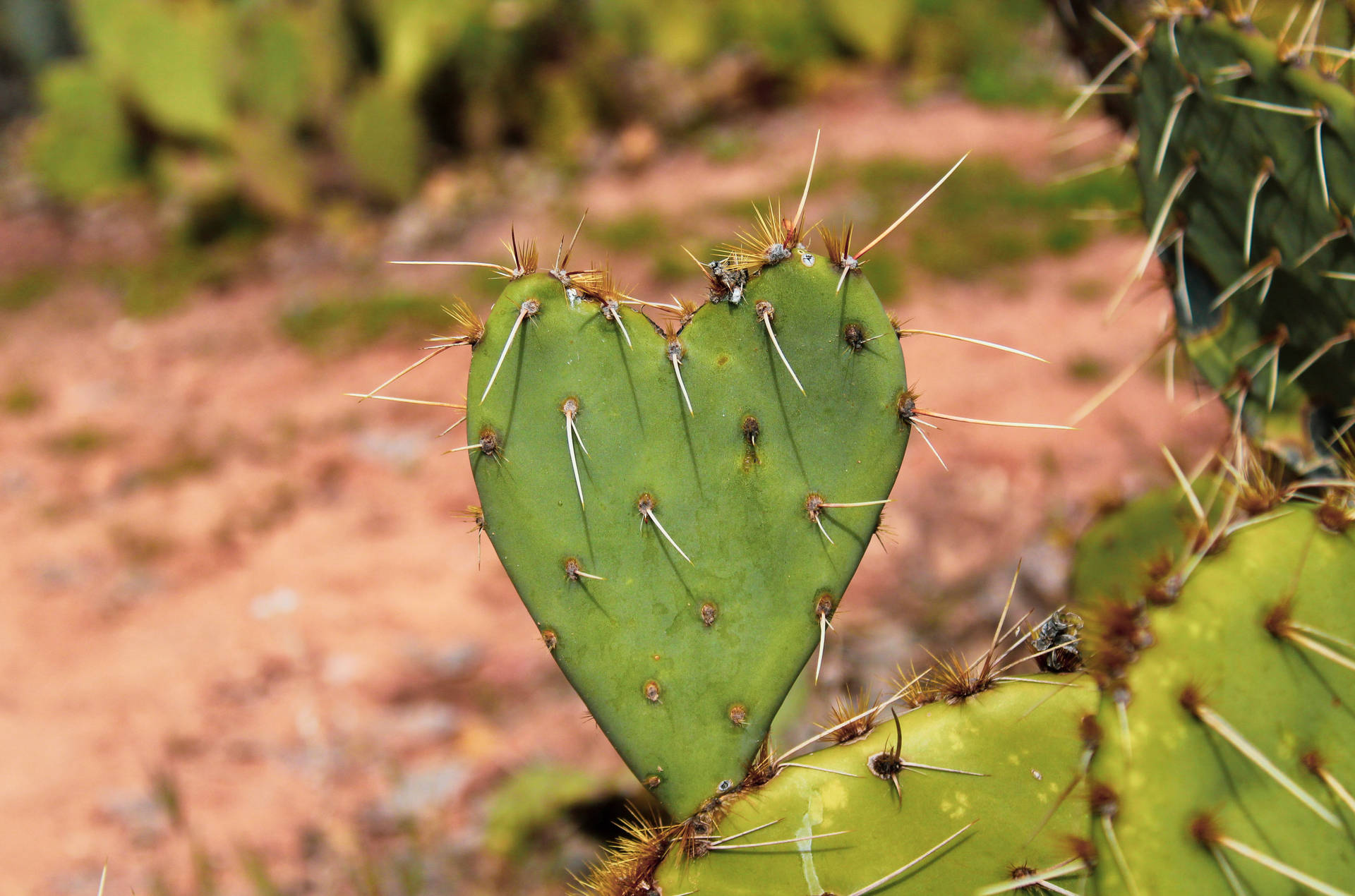 Green Heart Cactus Background