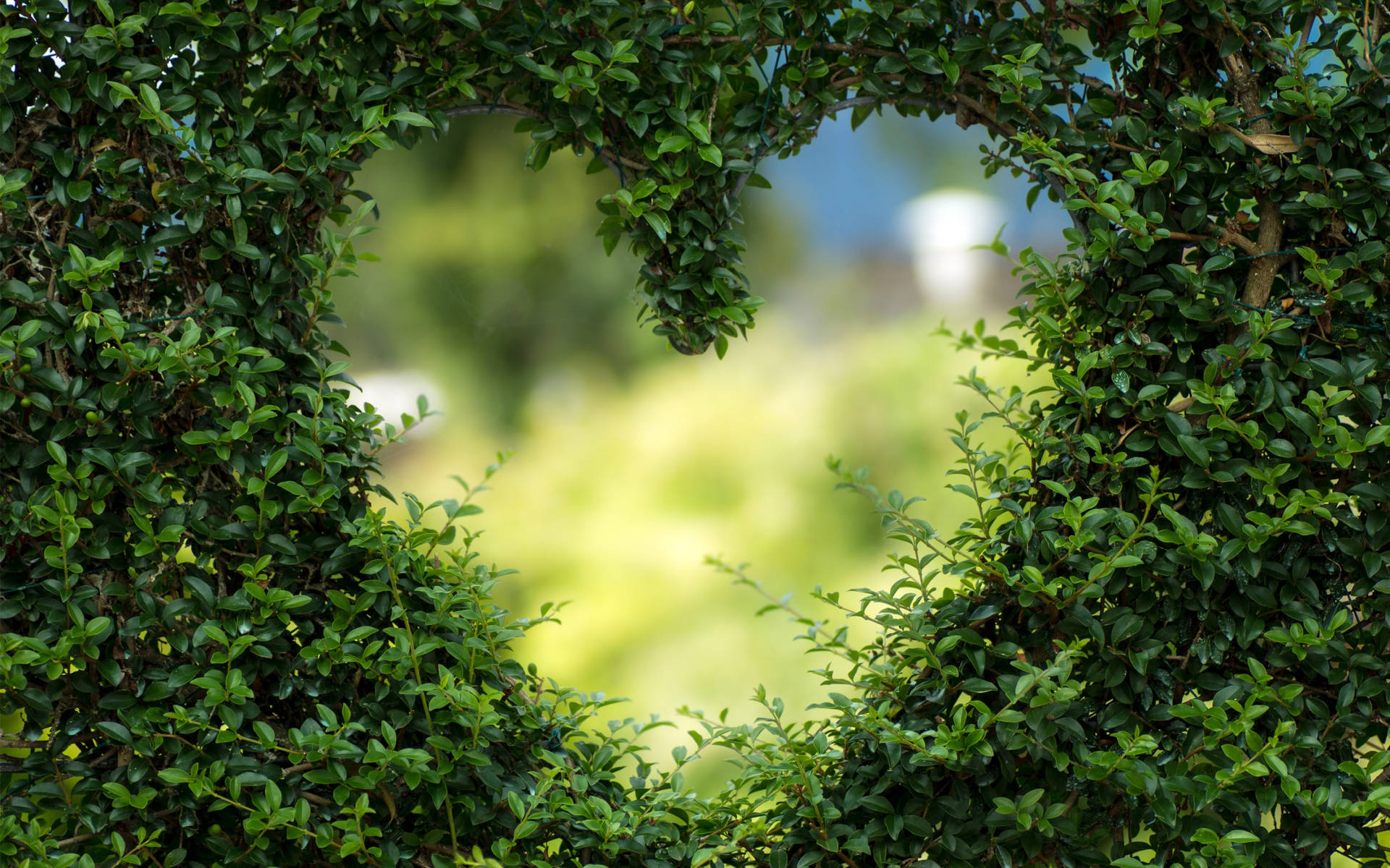 Green Heart In Bush