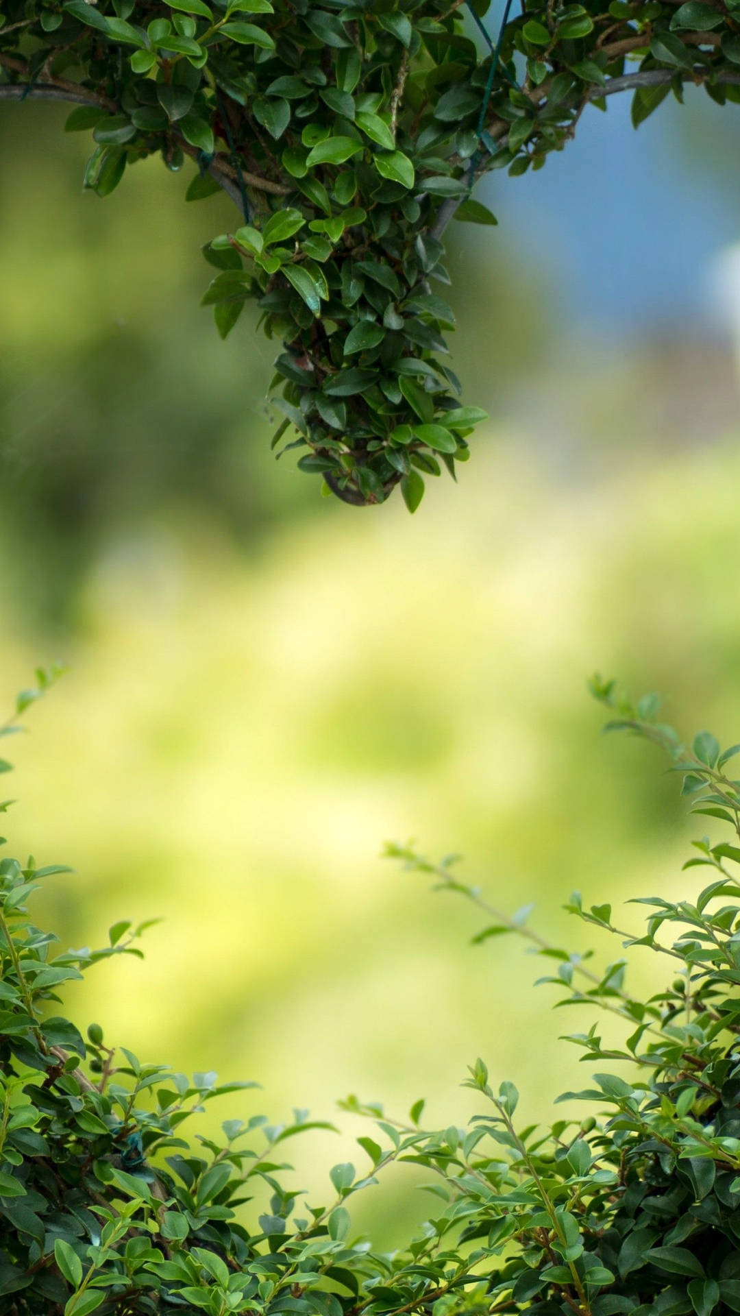 Green Heart Tall Bush Background