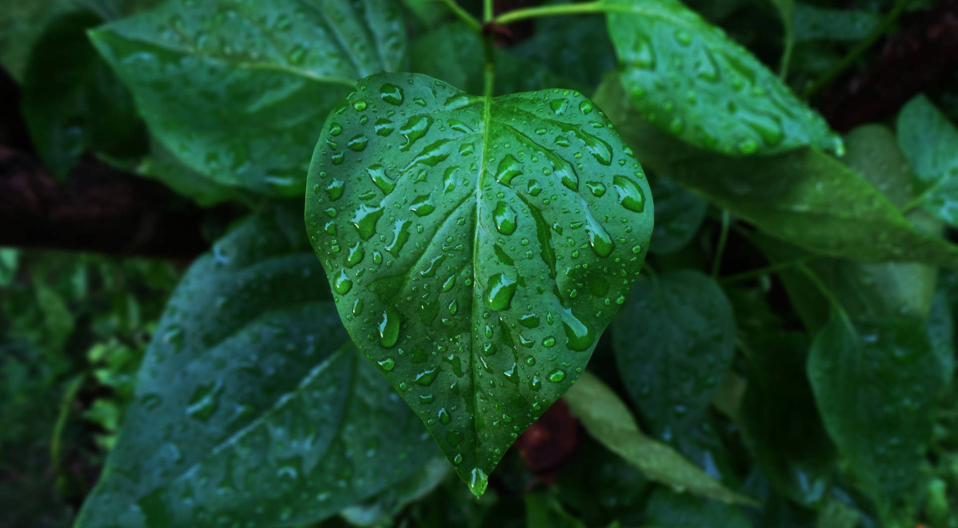 Green Heart Water Droplets