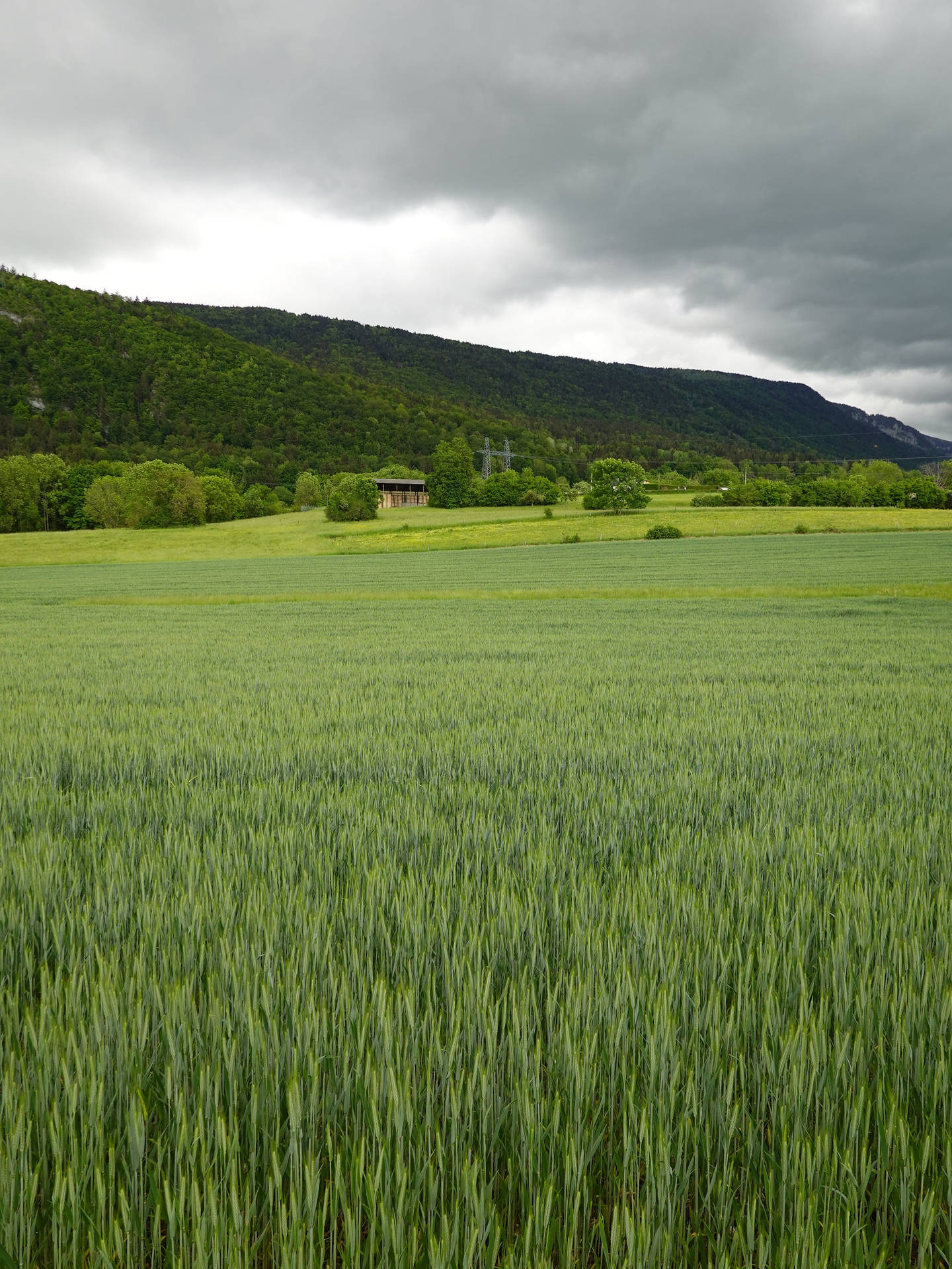 Green Hill And Wheat Barley Field