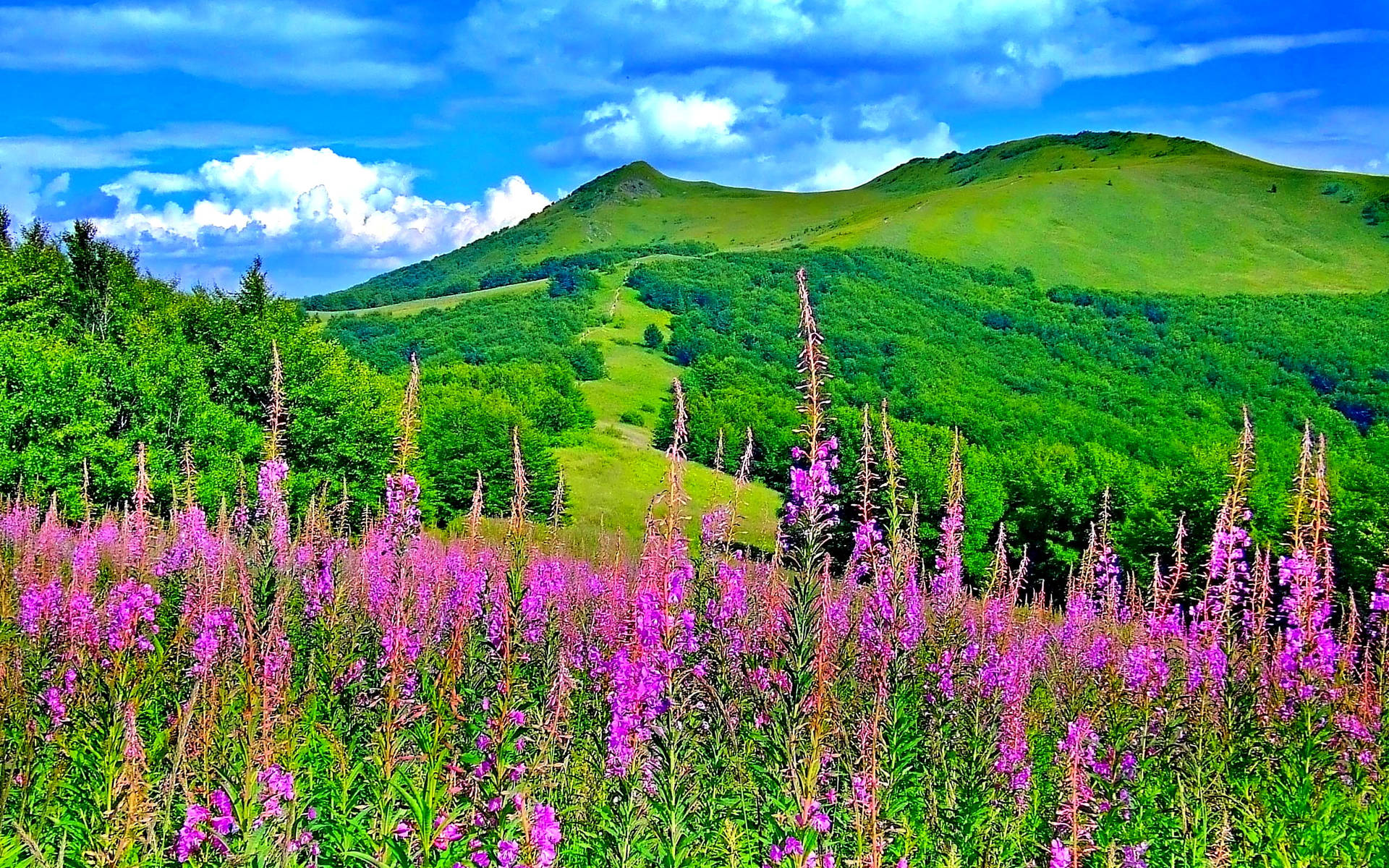 Green Hill In Siberia Background