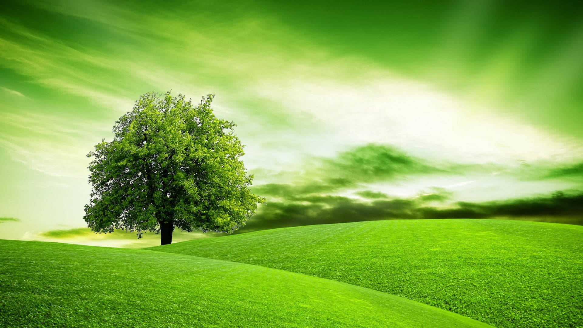 Green Hill Lindens Tree Background