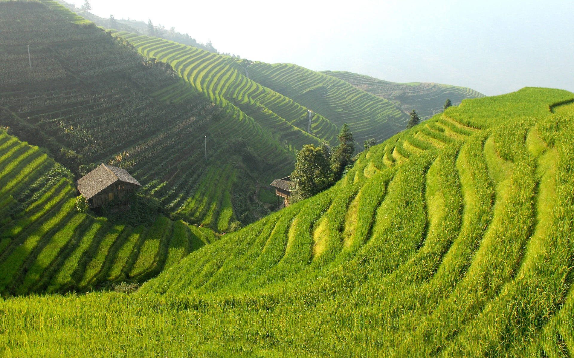 Green Hill Rice Terraces