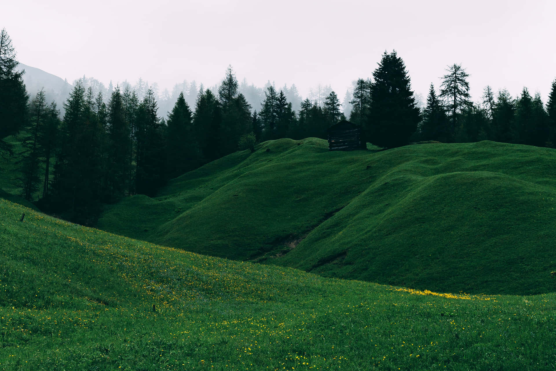 Green Hills Forest Background