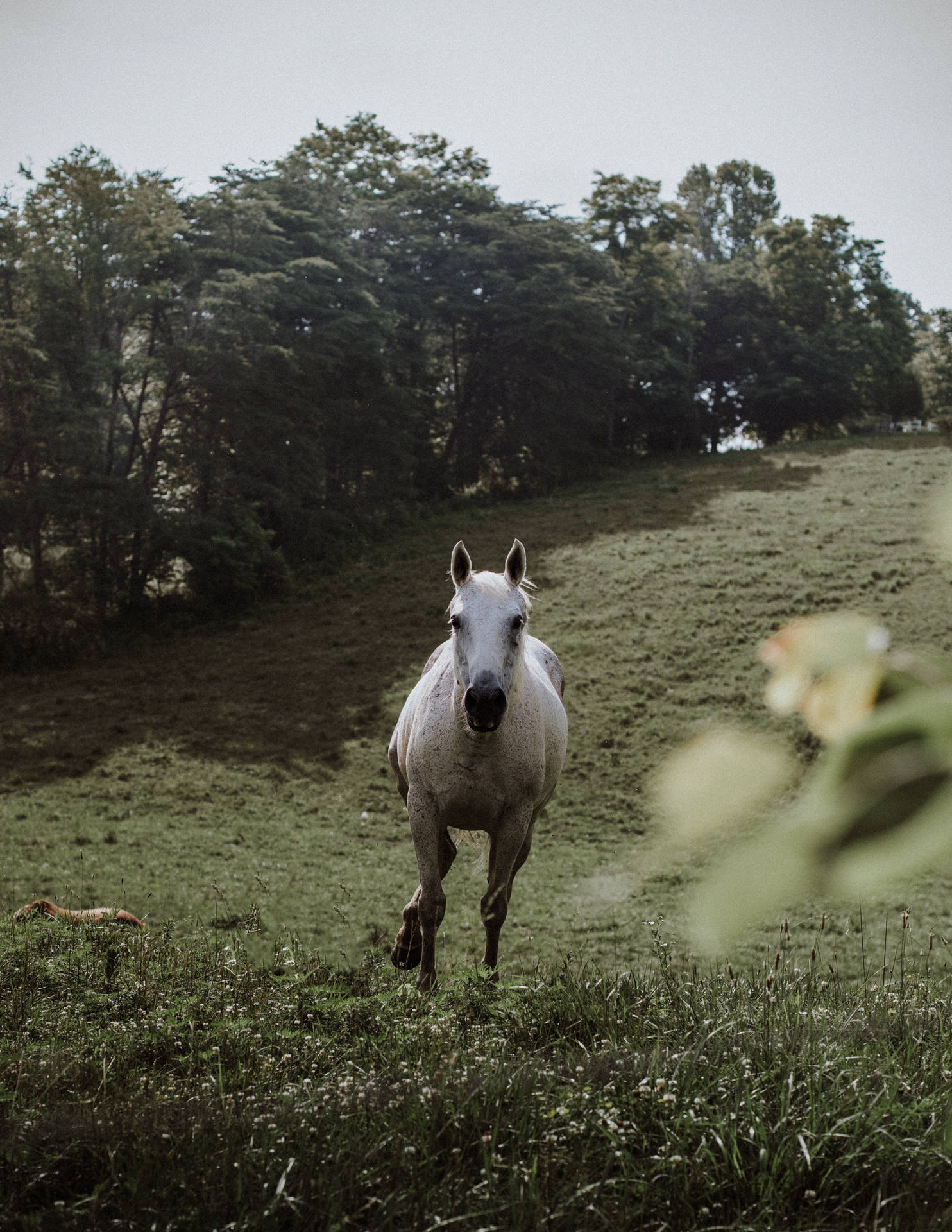 Green Hillside Horse Iphone Background