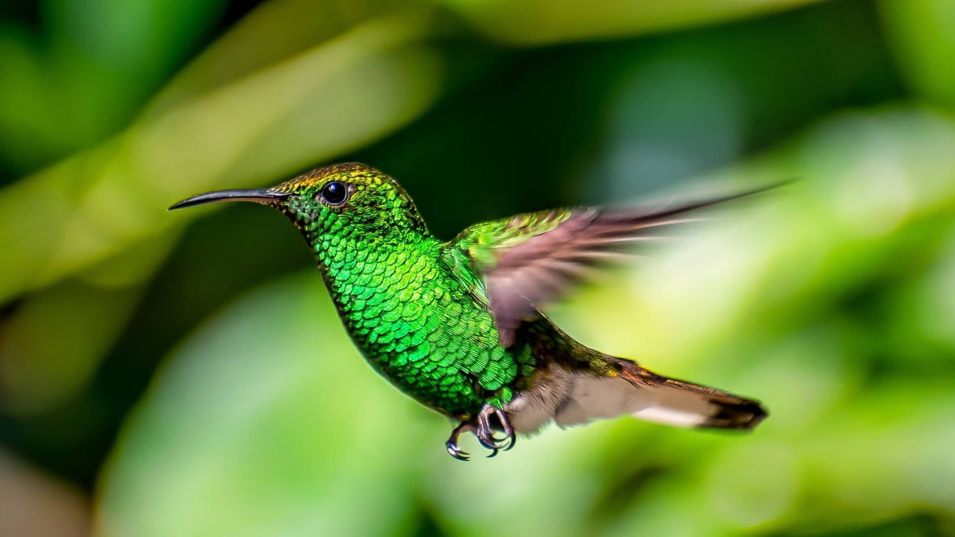 Green Hummingbird Focus Photography Background