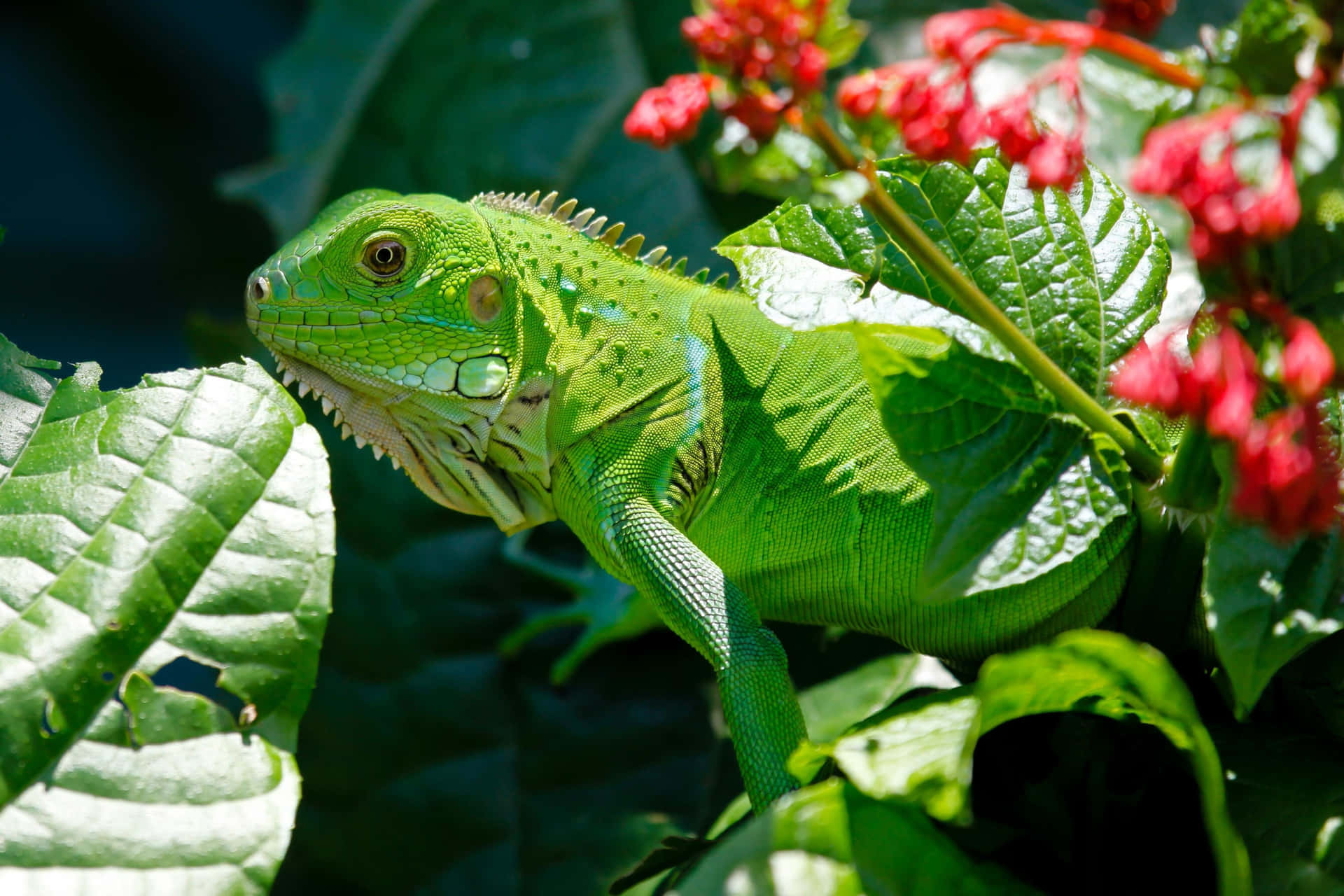 Green Iguana Amongst Leaves