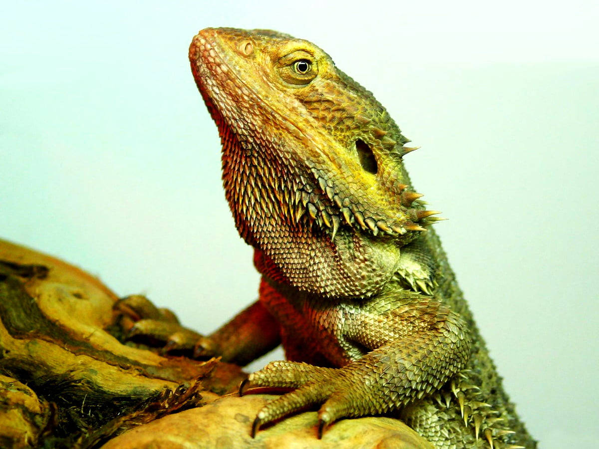 Green Iguana Climbing On Wood Background