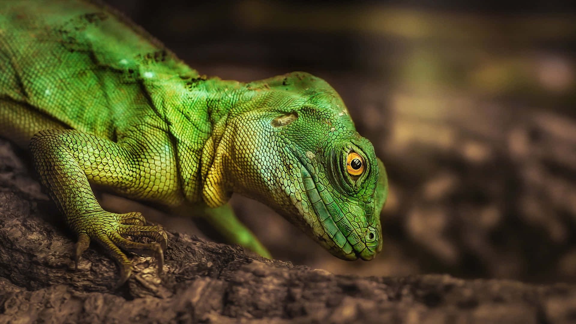 Green Iguana Close Up Background