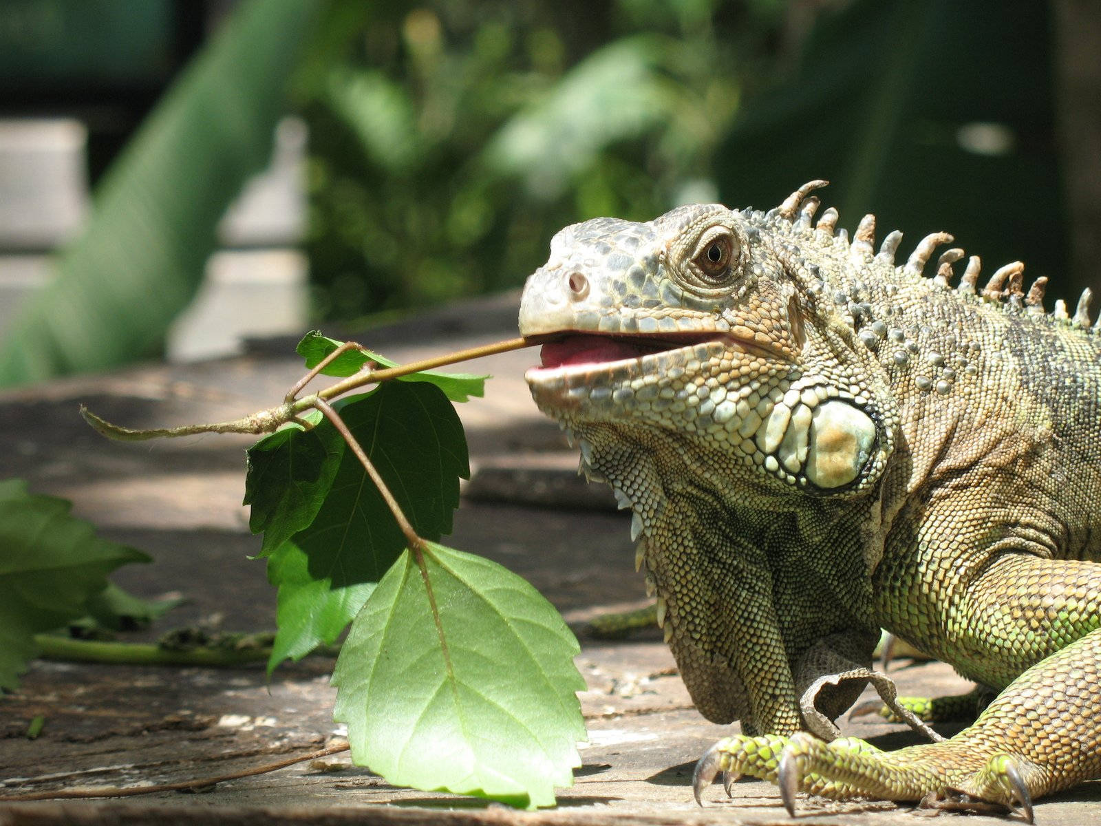 Green Iguana Eating Green Leaves Background