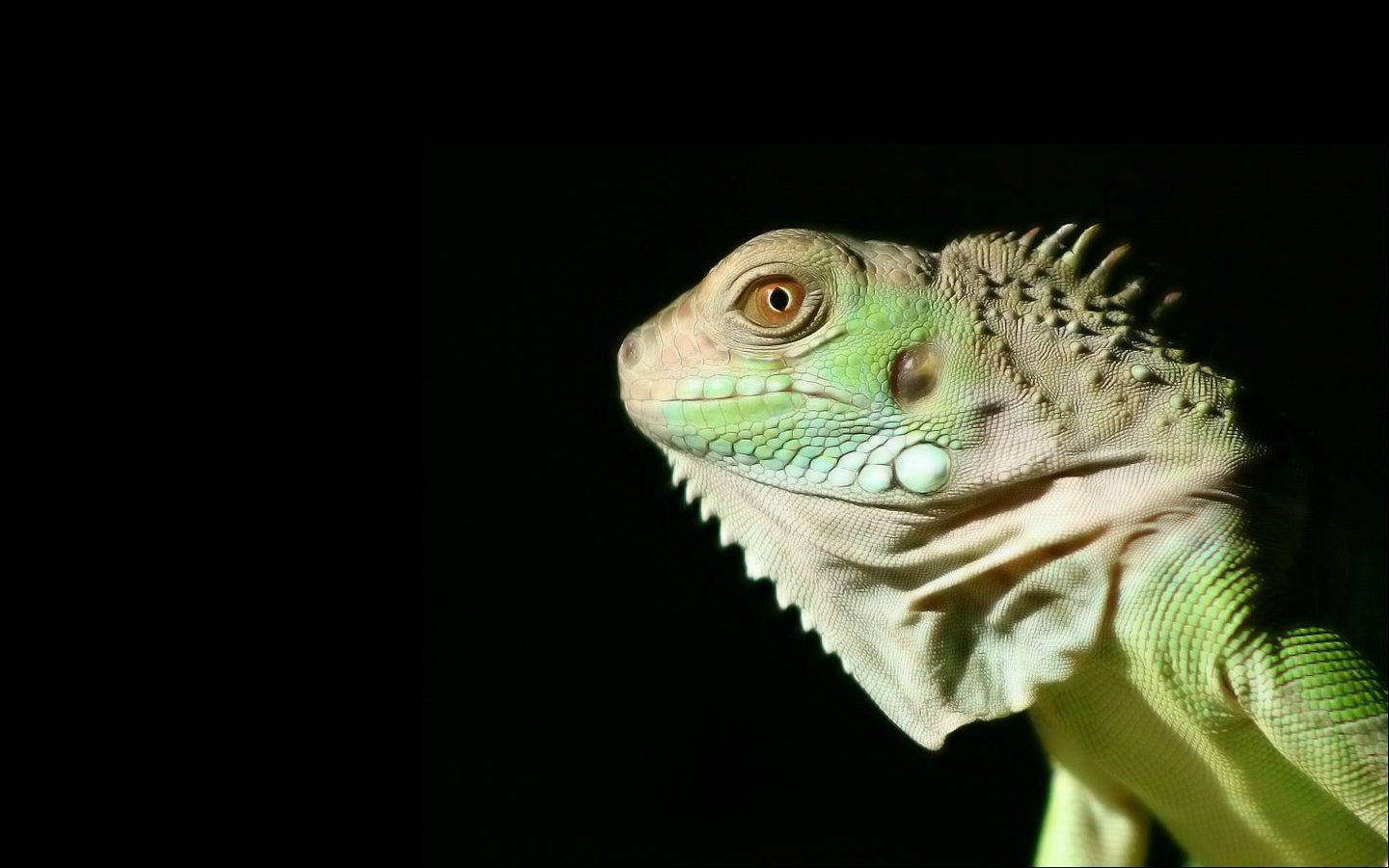 Green Iguana In Black Background