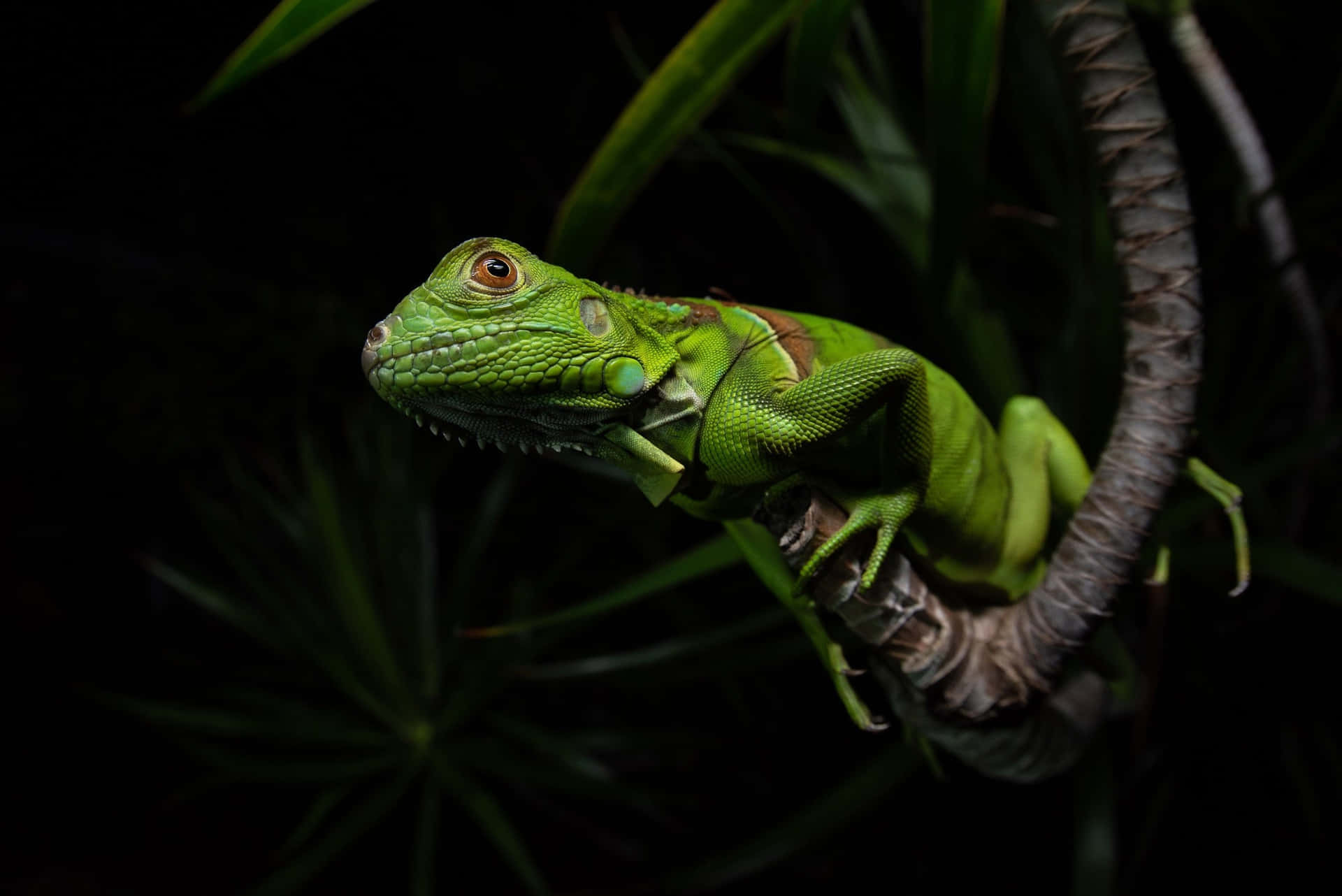 Green Iguana Night Perch