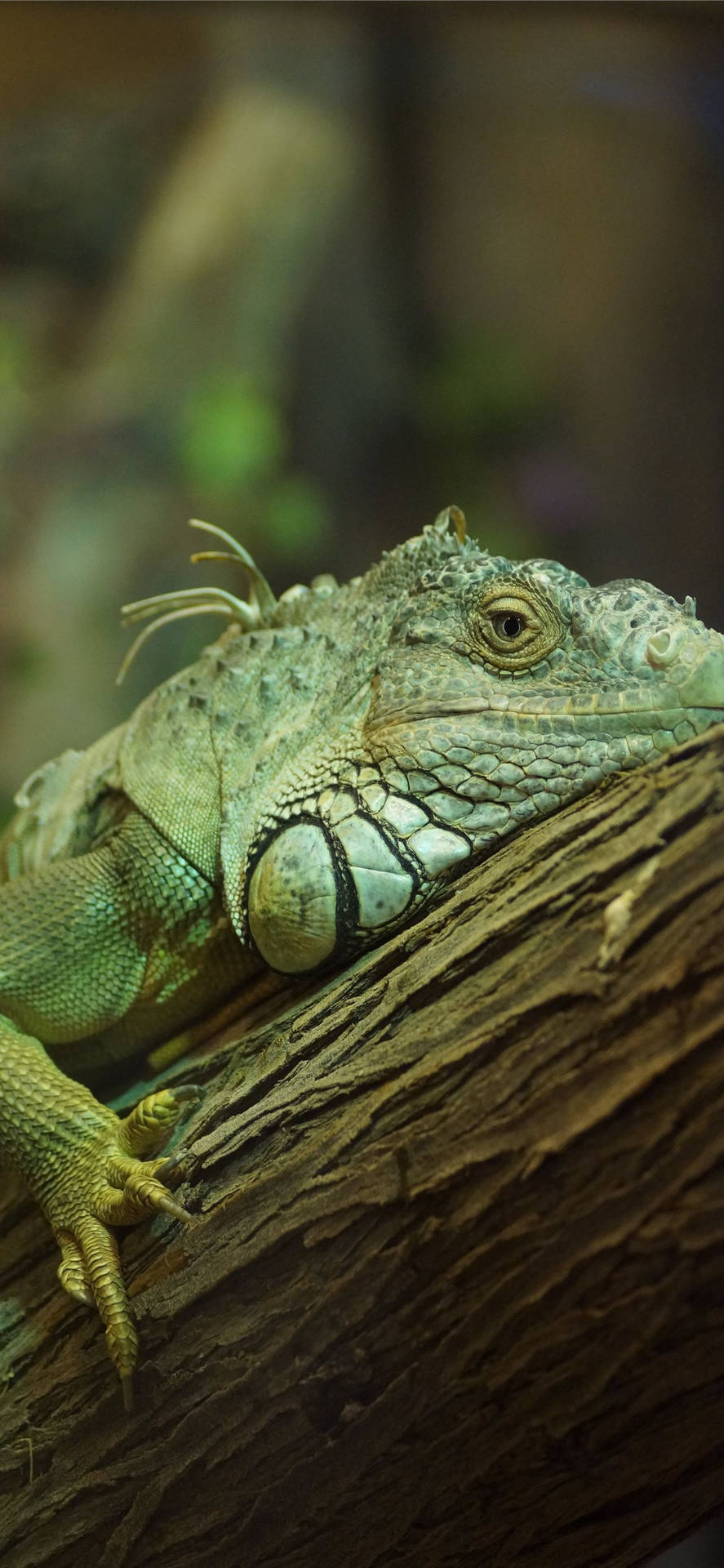 Green Iguana On A Branch Background