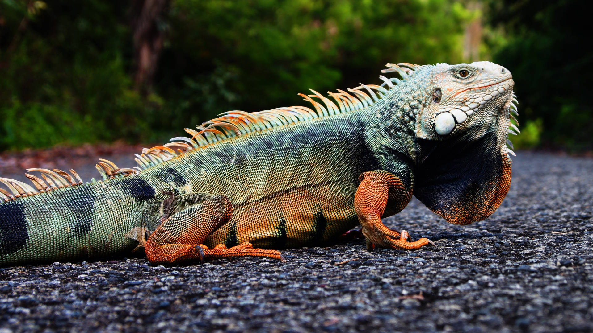 Green Iguana On Asphalt Road Background