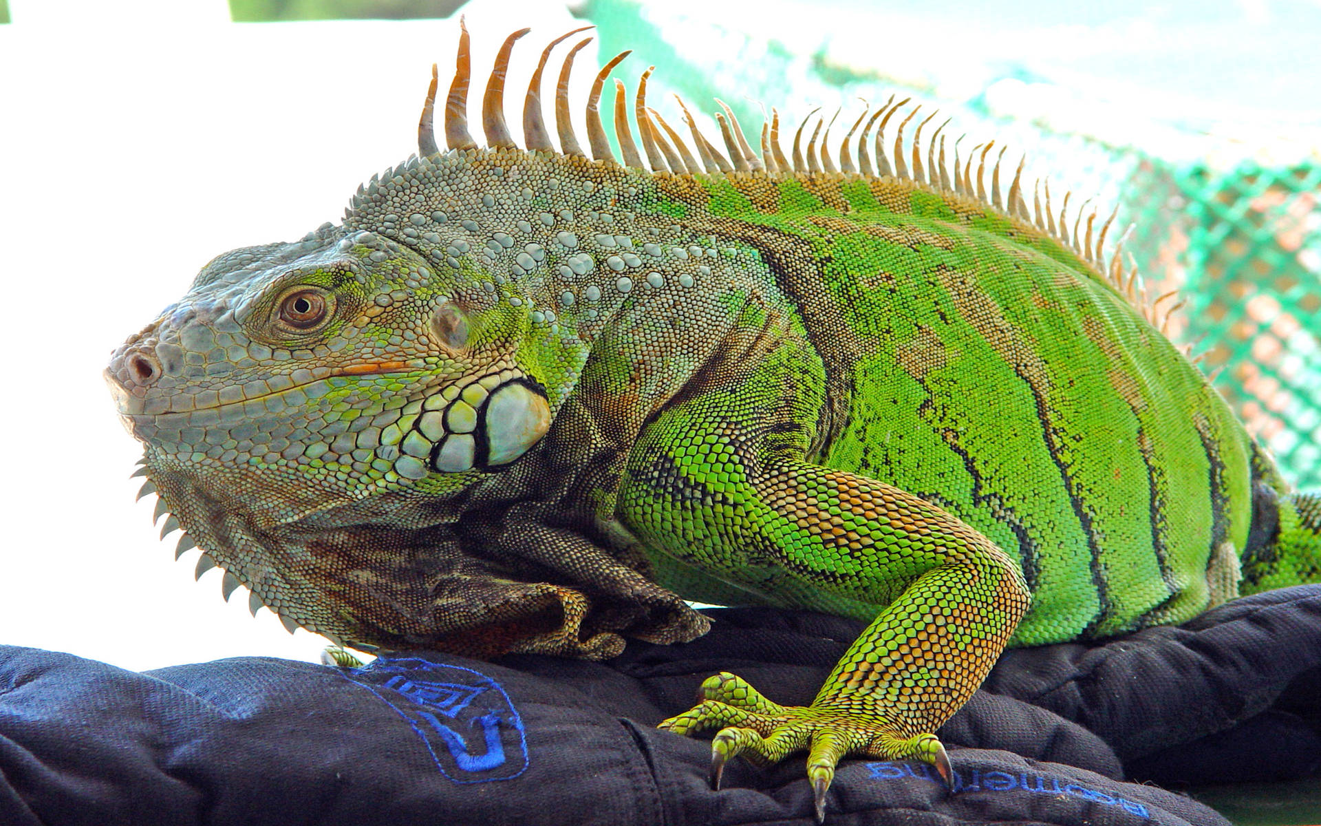 Green Iguana On Black Hand Gloves Background