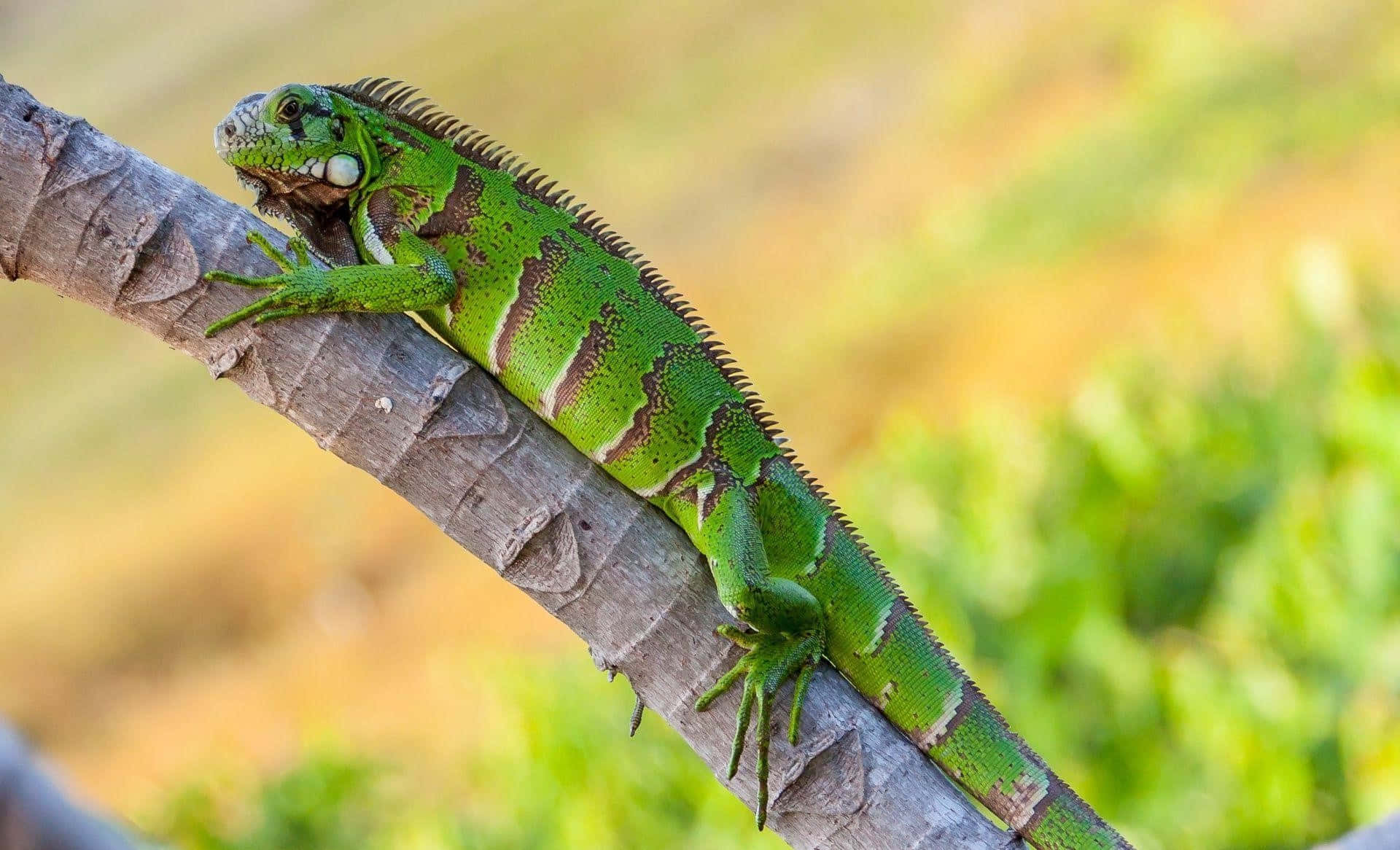 Green Iguana On Branch.jpg