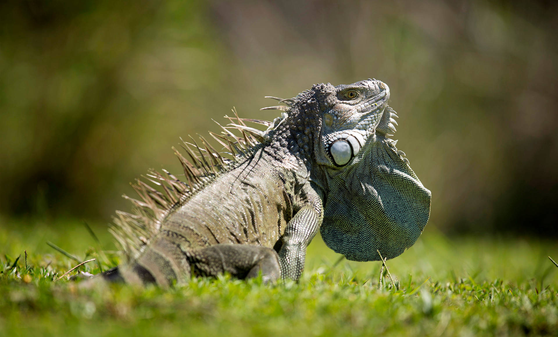 Green Iguana On Grass