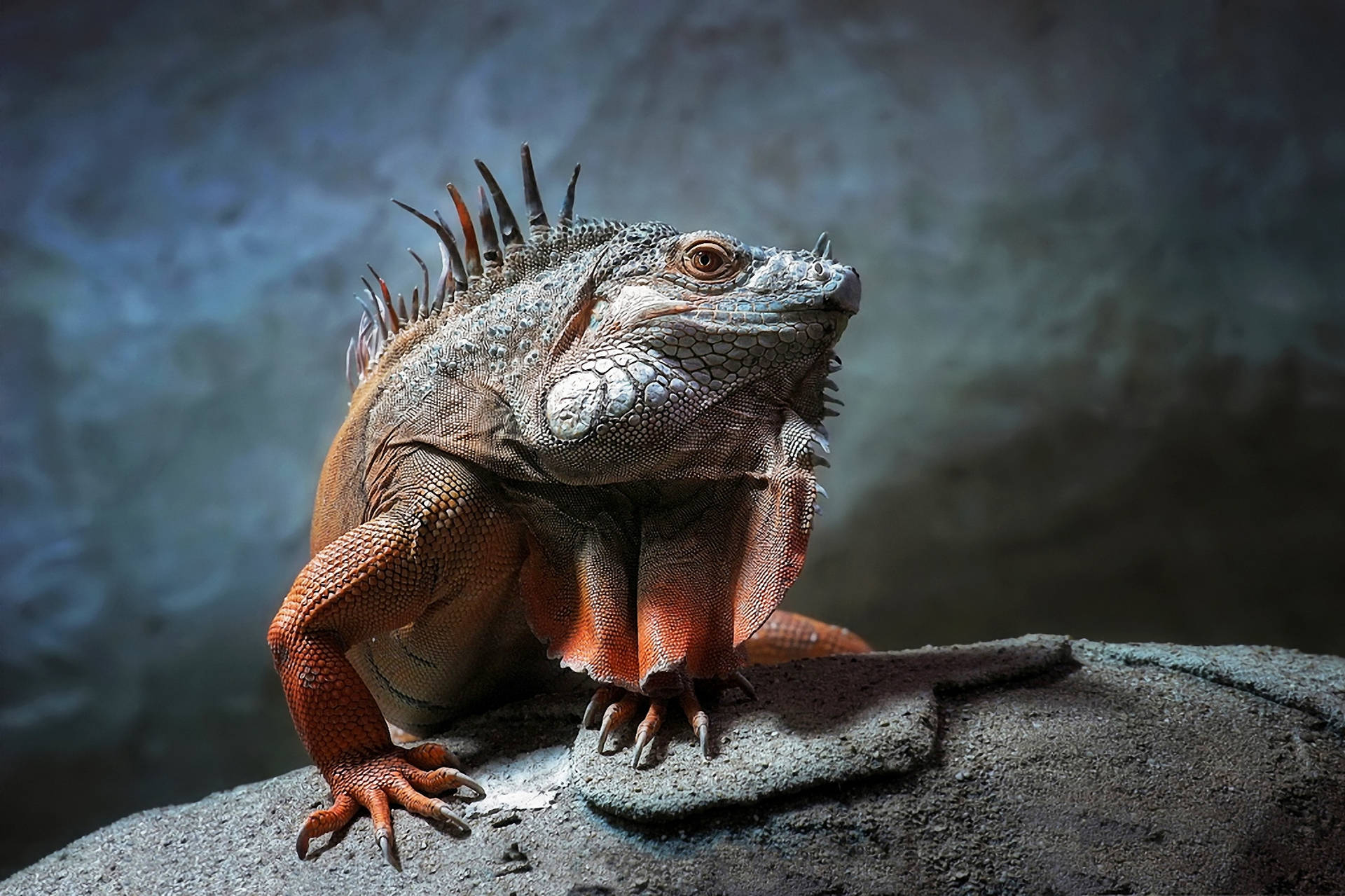 Green Iguana On Rock