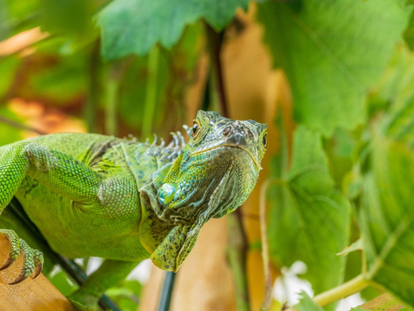 Green Iguana On Tree