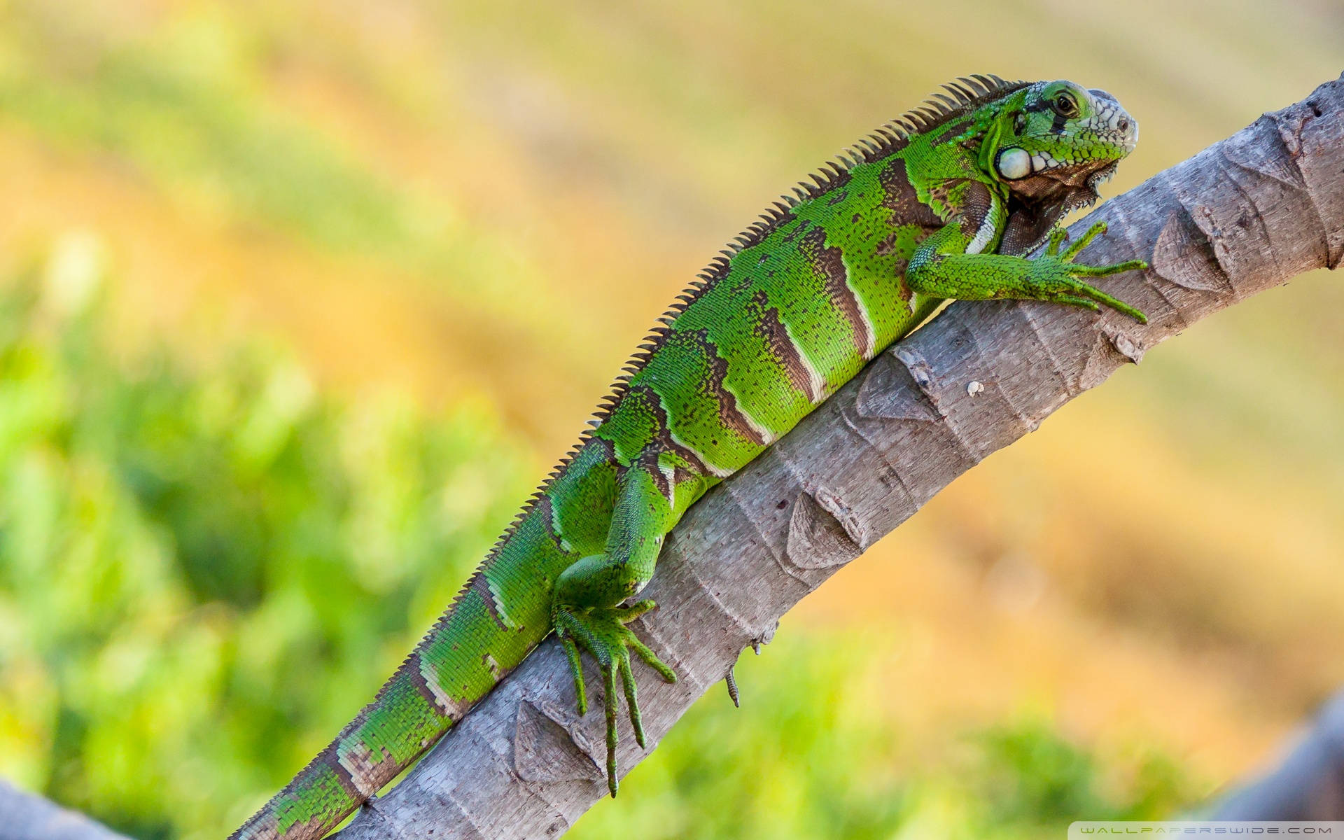 Green Iguana On Tree Limb Background