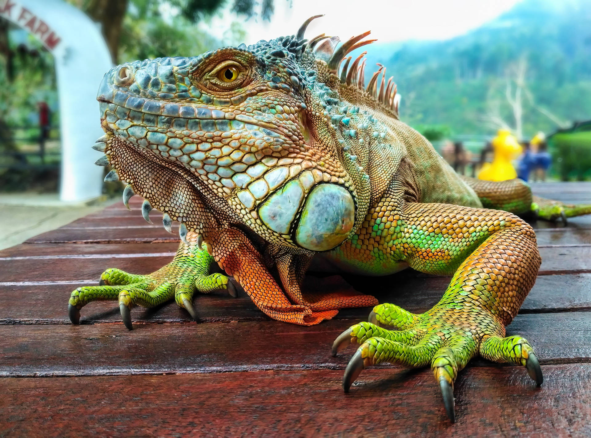 Green Iguana On Wooden Table Background