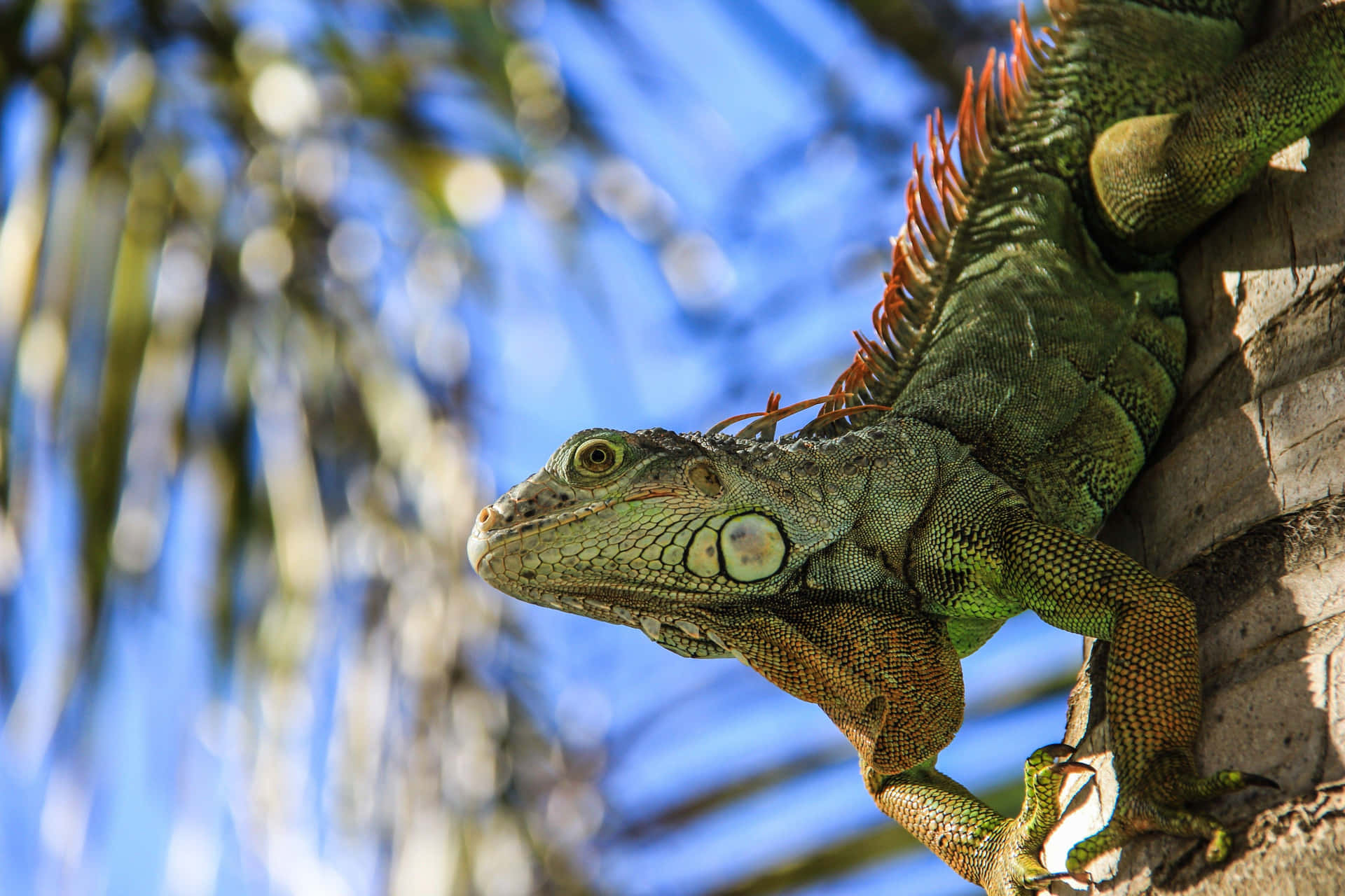 Green Iguana Perchedon Tree Background