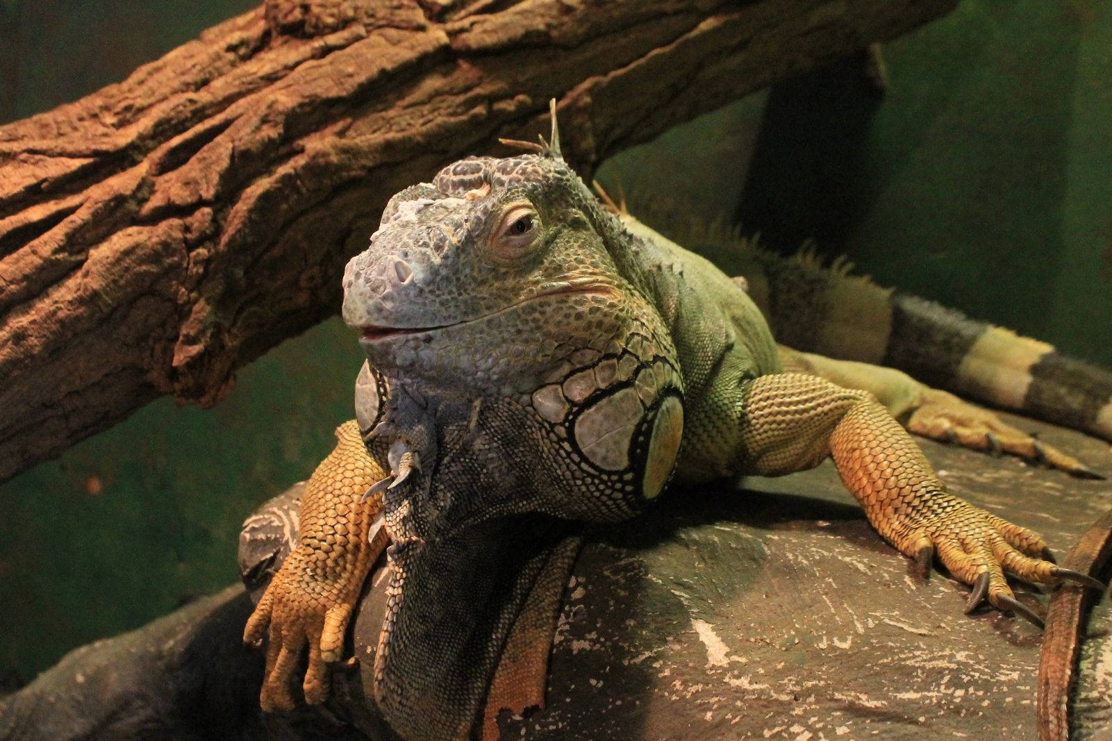 Green Iguana Reptile With Tree Trunk Background