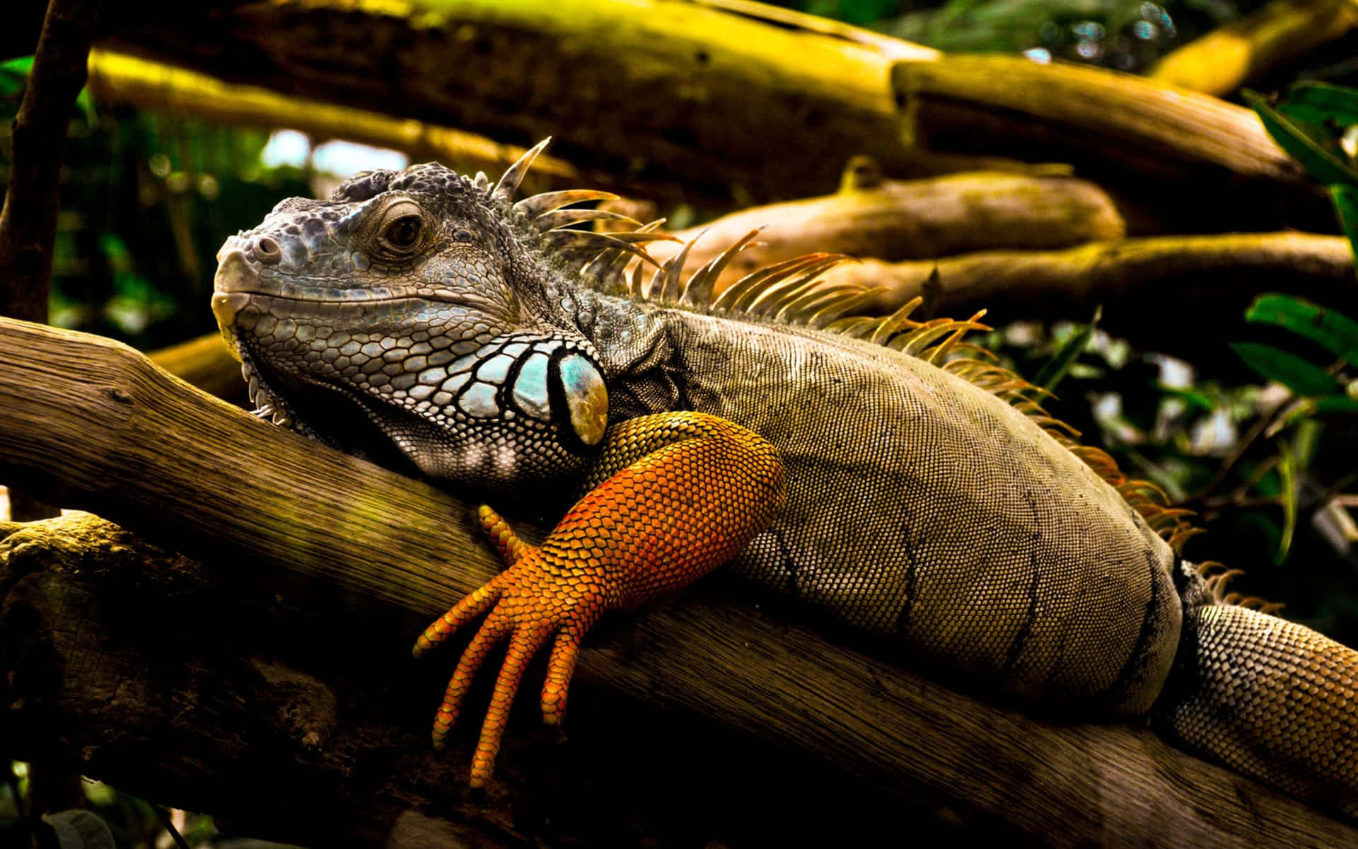 Green Iguana Restingon Branch Background