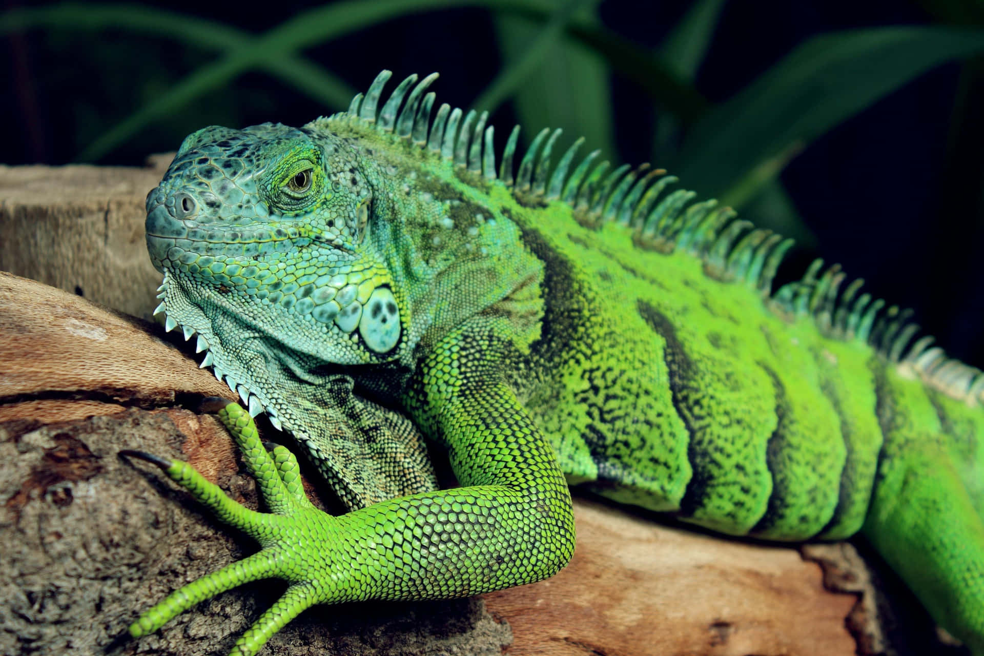 Green Iguana Restingon Log Background