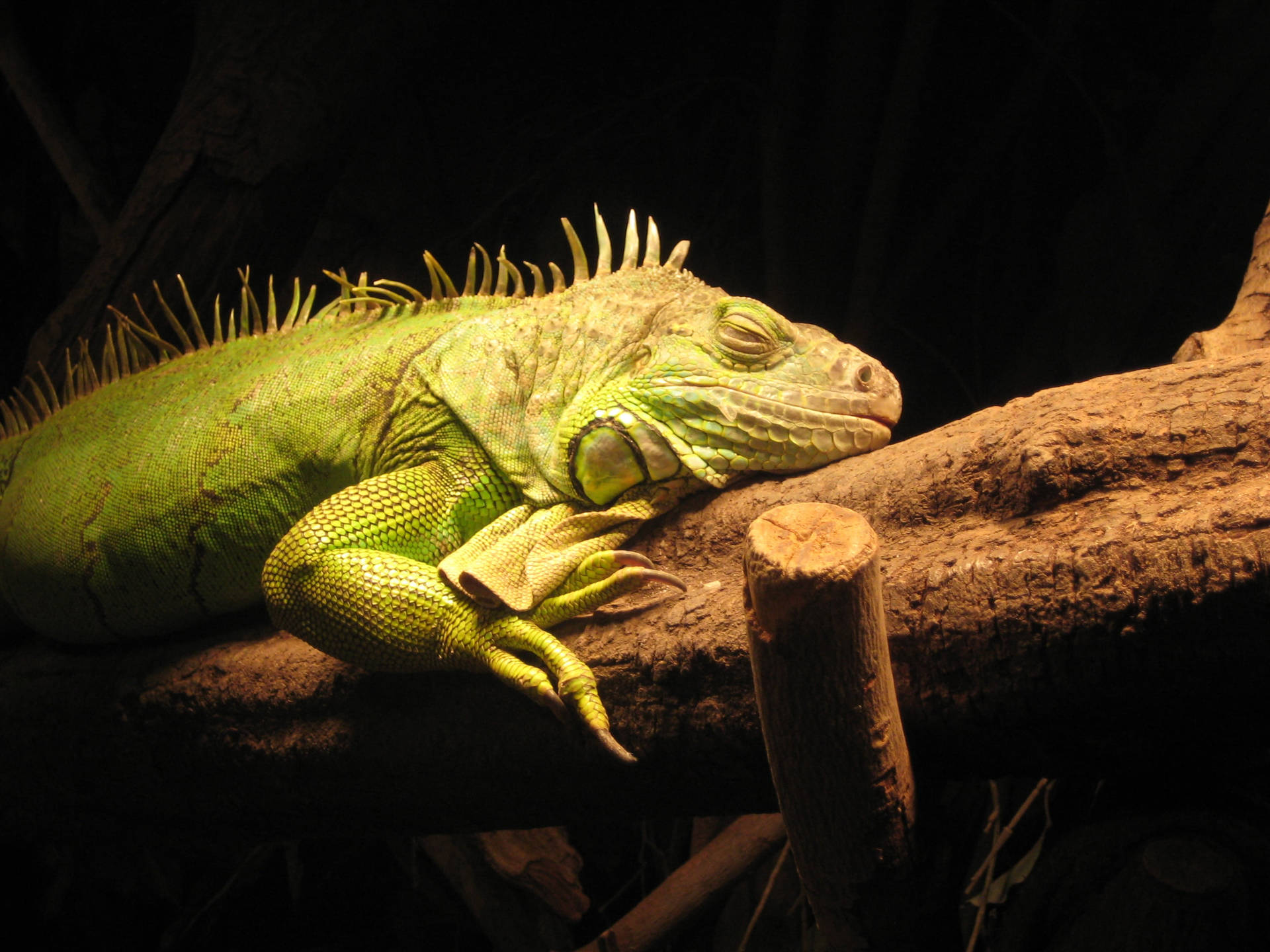 Green Iguana Sleeping On Branch